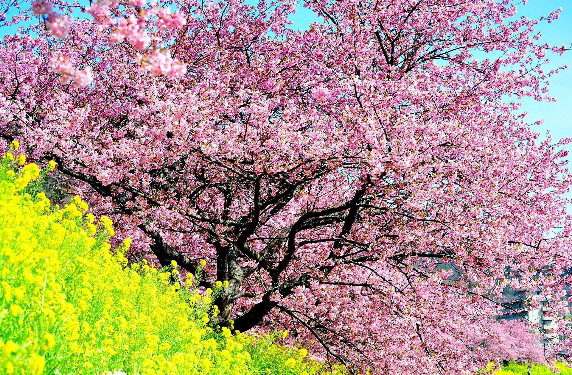 开着粉色花朵的樱桃树