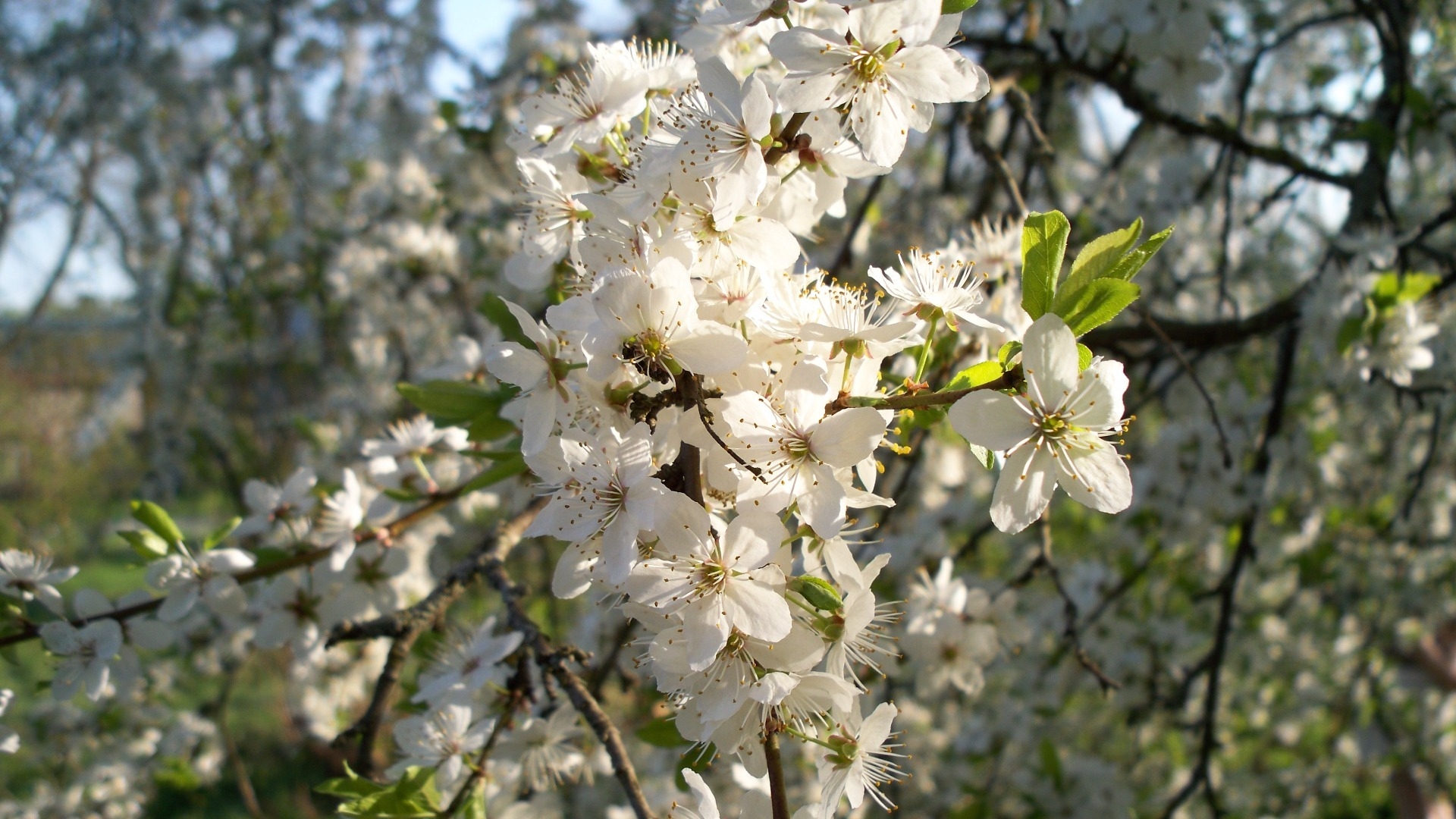 Blooming blackthorn