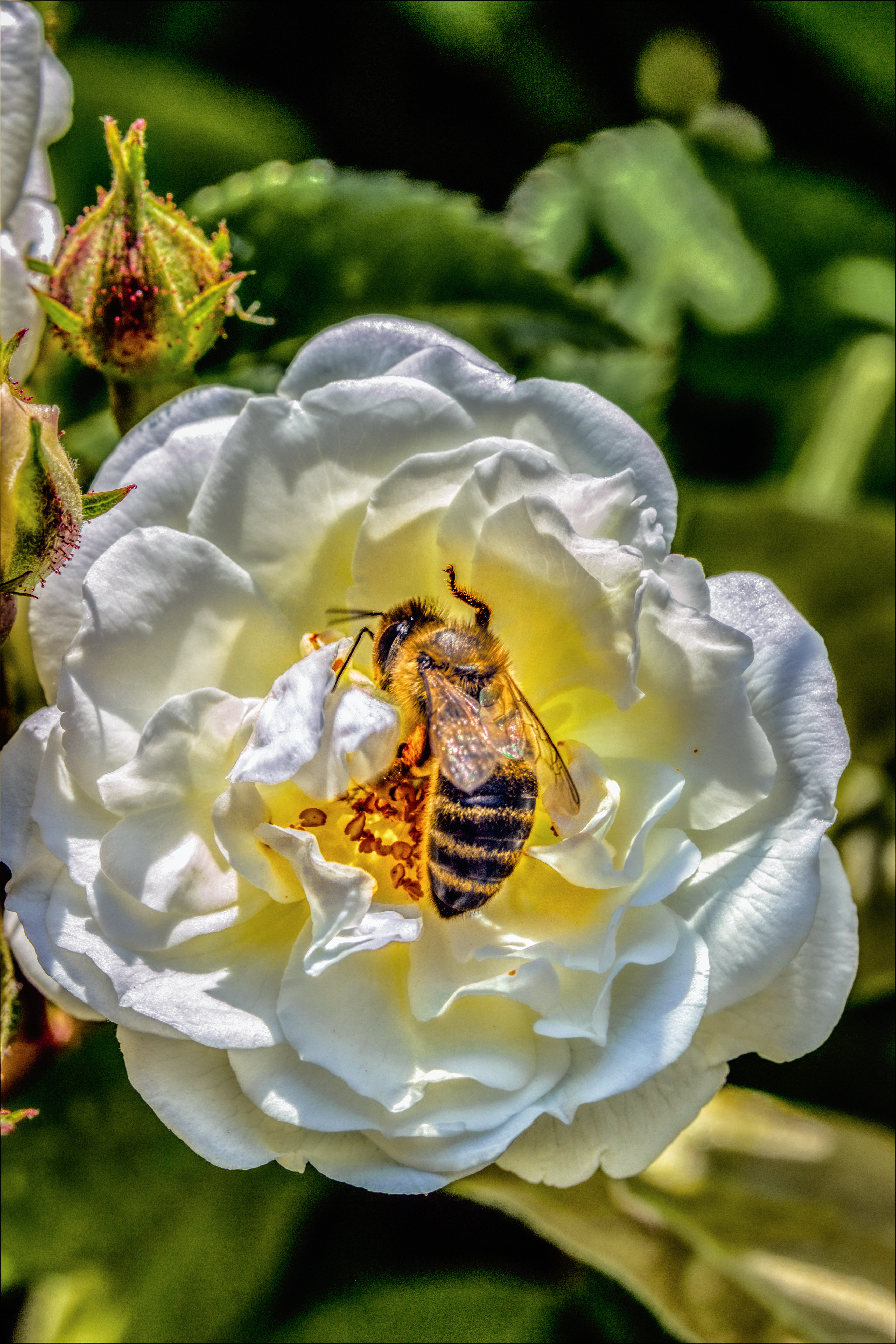 一只蜜蜂在白玫瑰上采集花蜜和花粉