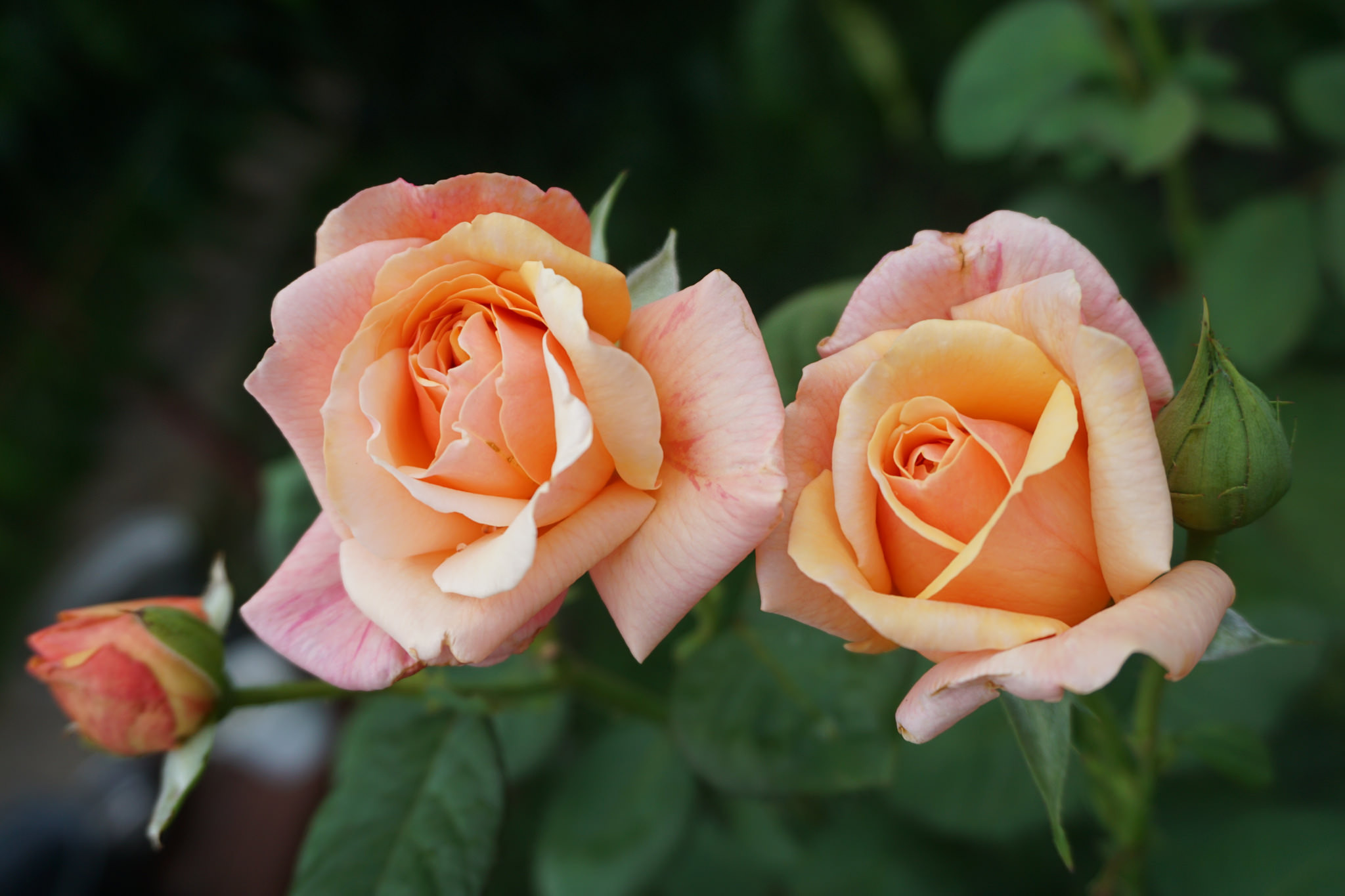 Обои две розы розы цветы на рабочий стол