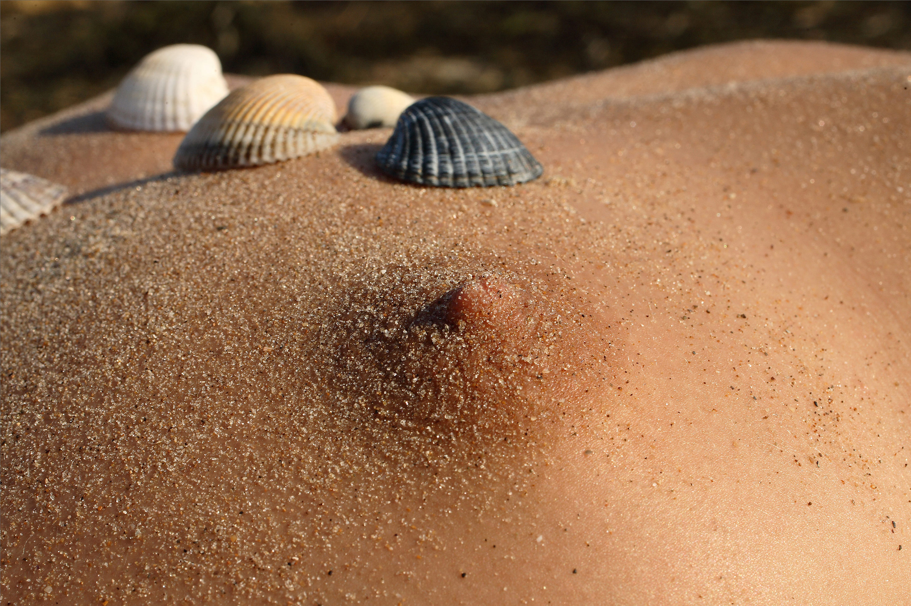 Free photo Seashells and Nipples