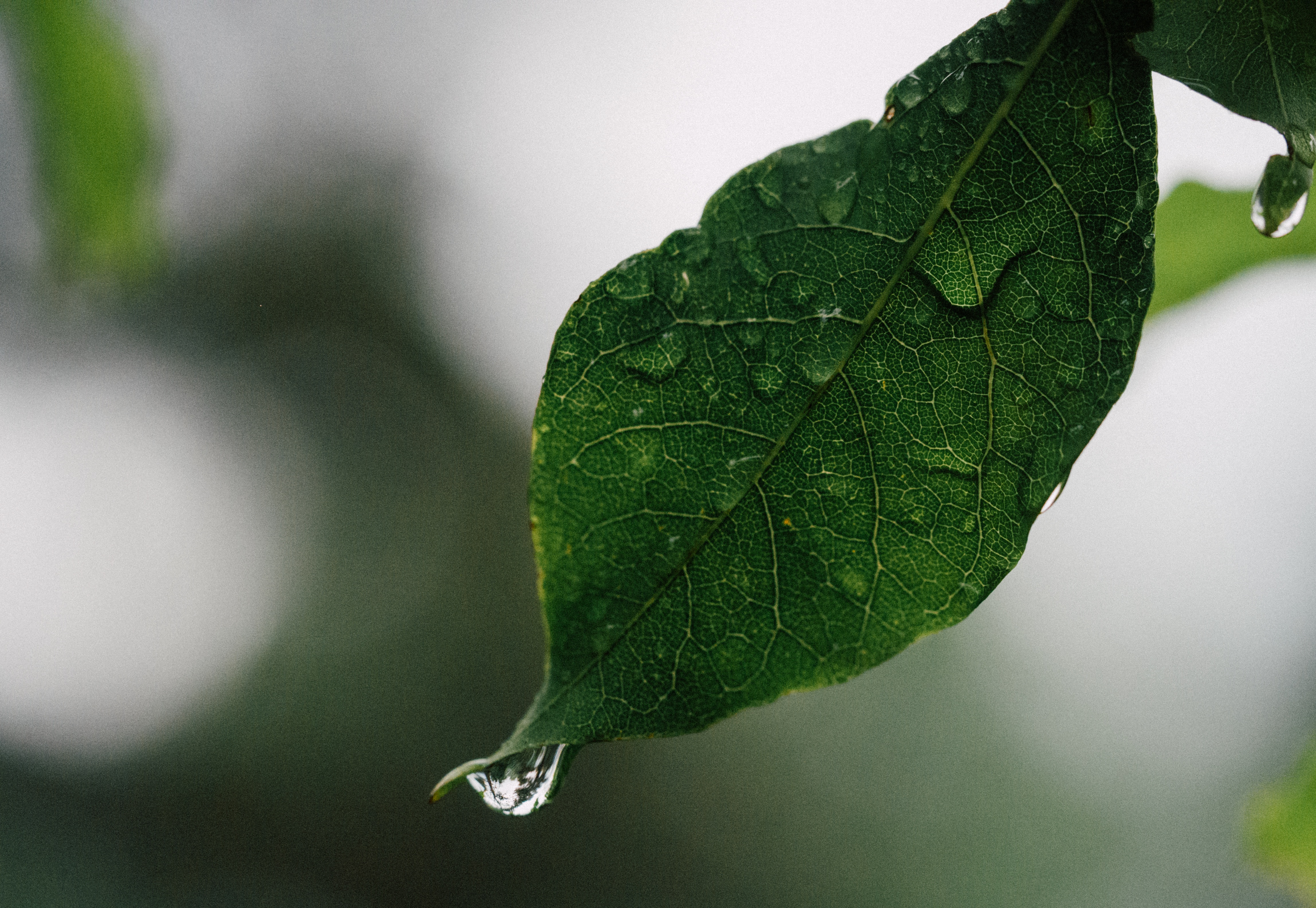 Wallpapers nature branch dew on the desktop