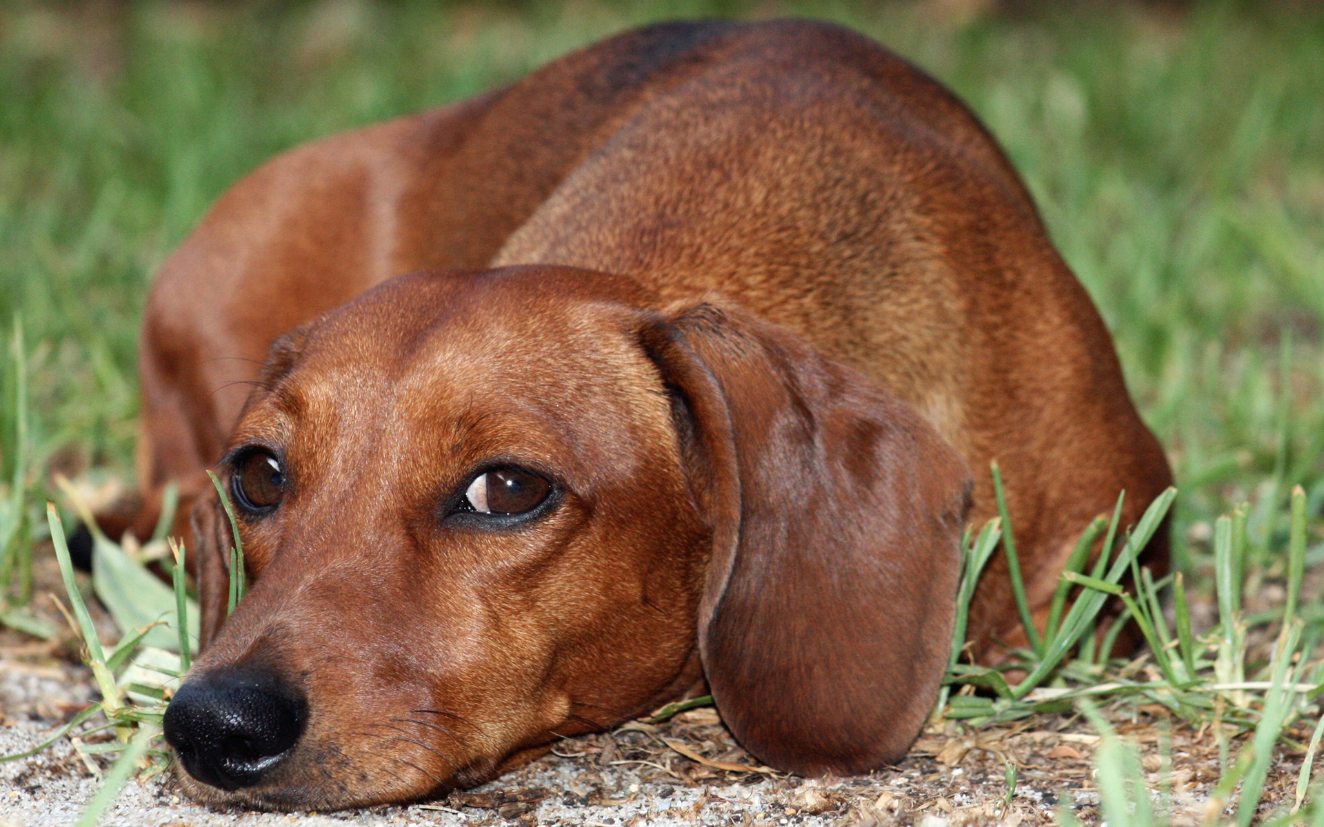 Wallpapers dog dachshund muzzle on the desktop