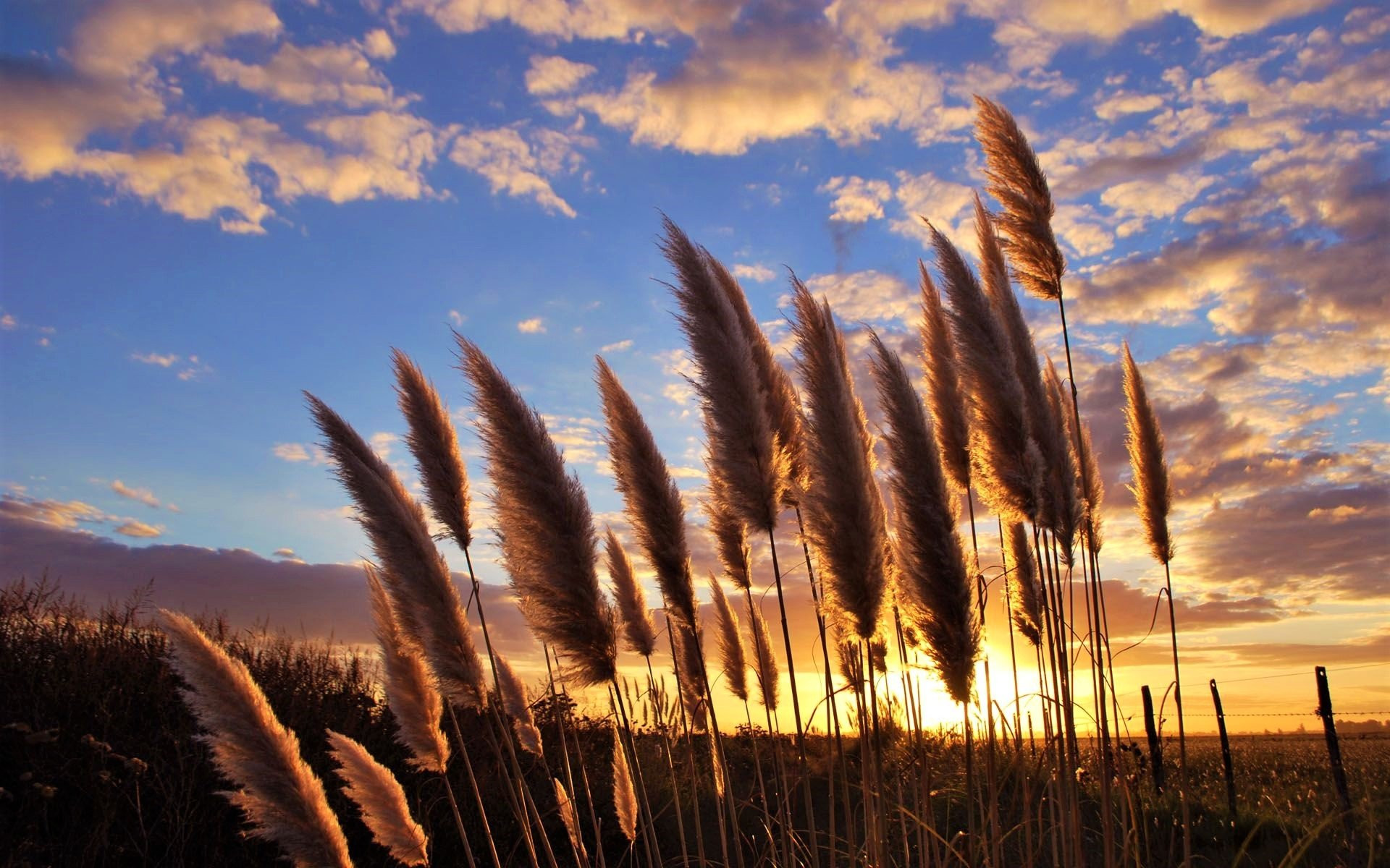 Free photo Spikes of millet against the background of a sunset