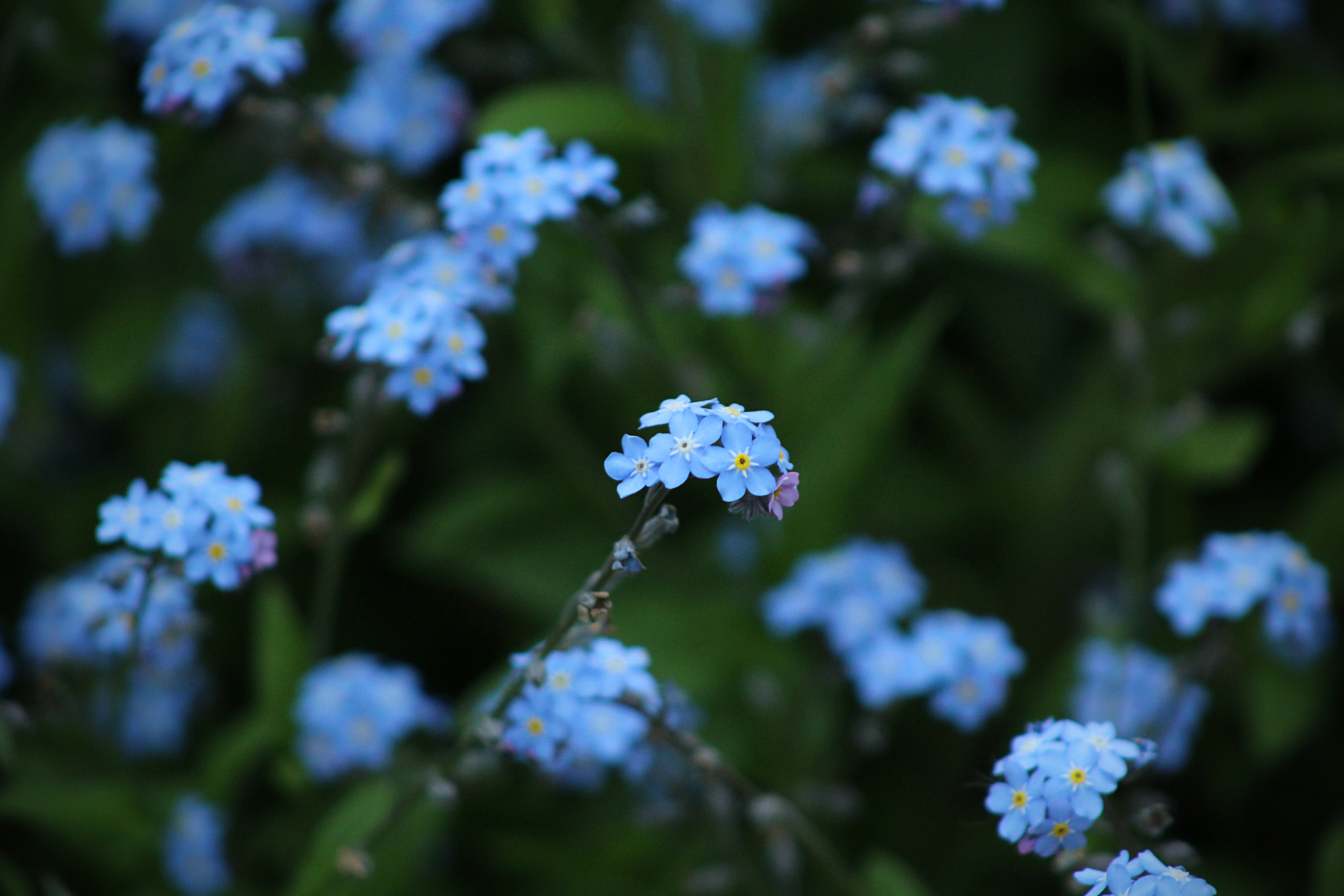 Free photo Blue wildflowers in a clearing