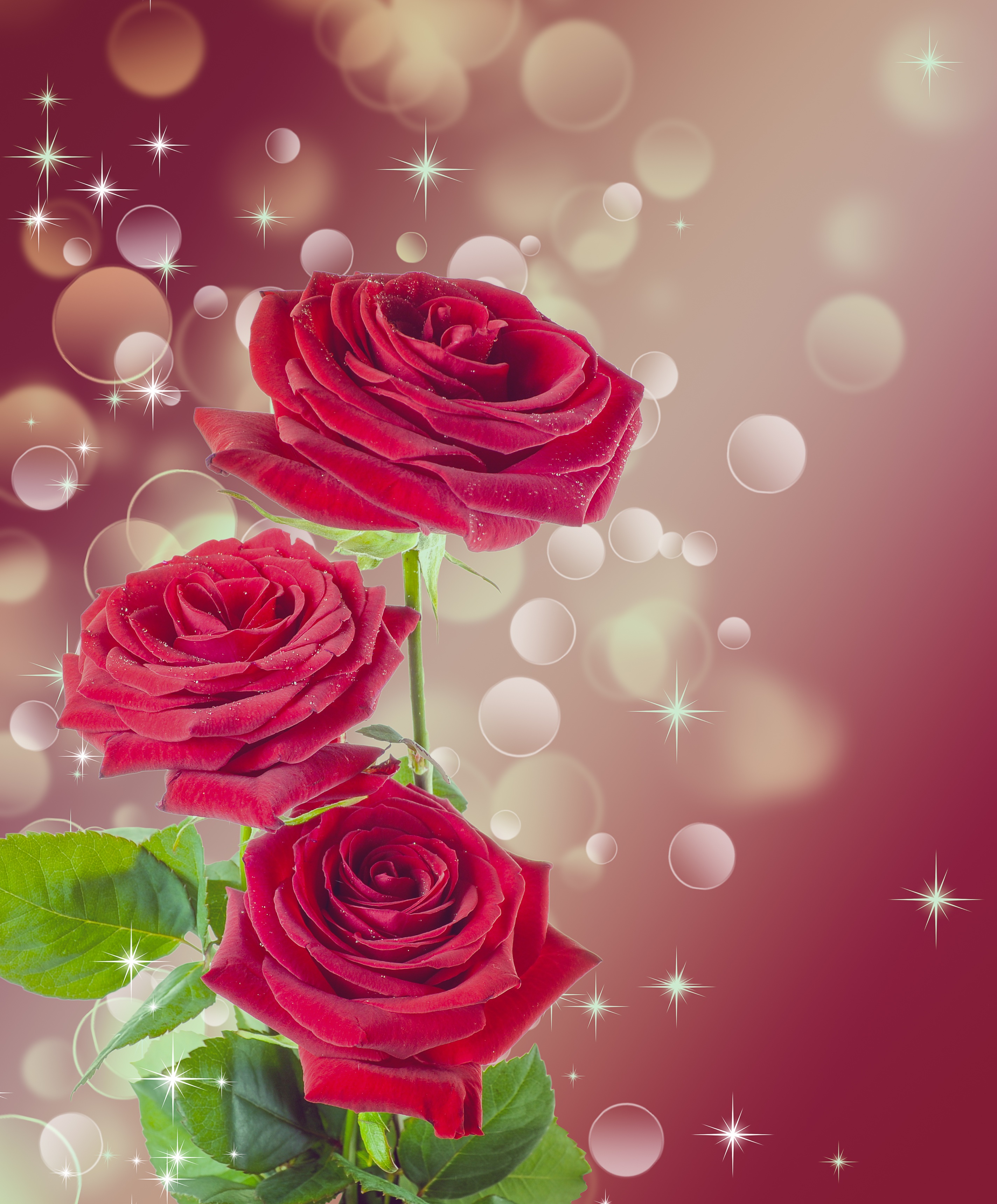 Wallpapers plant flower petal on the desktop