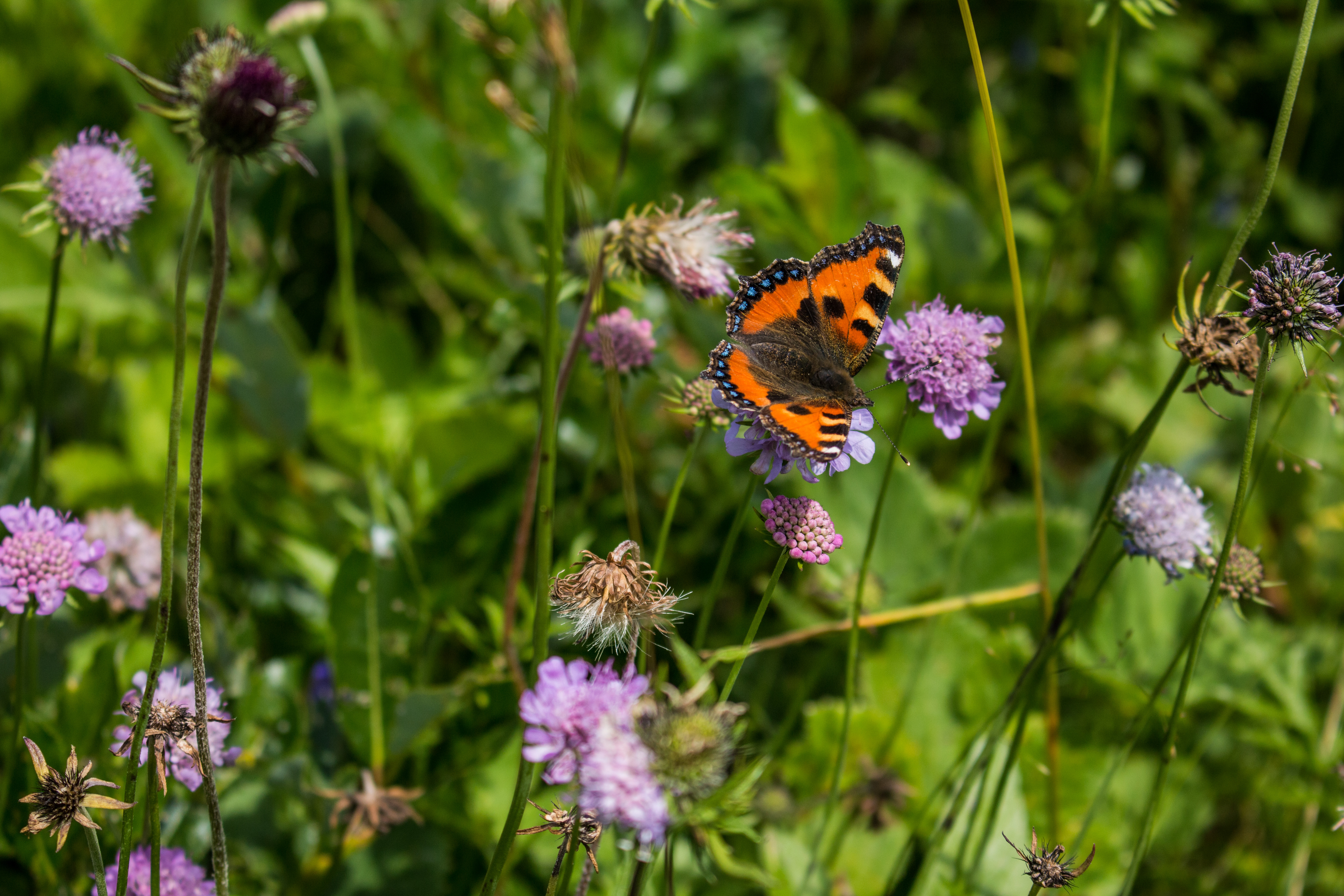 免费照片一只橙色翅膀的蝴蝶坐在花上