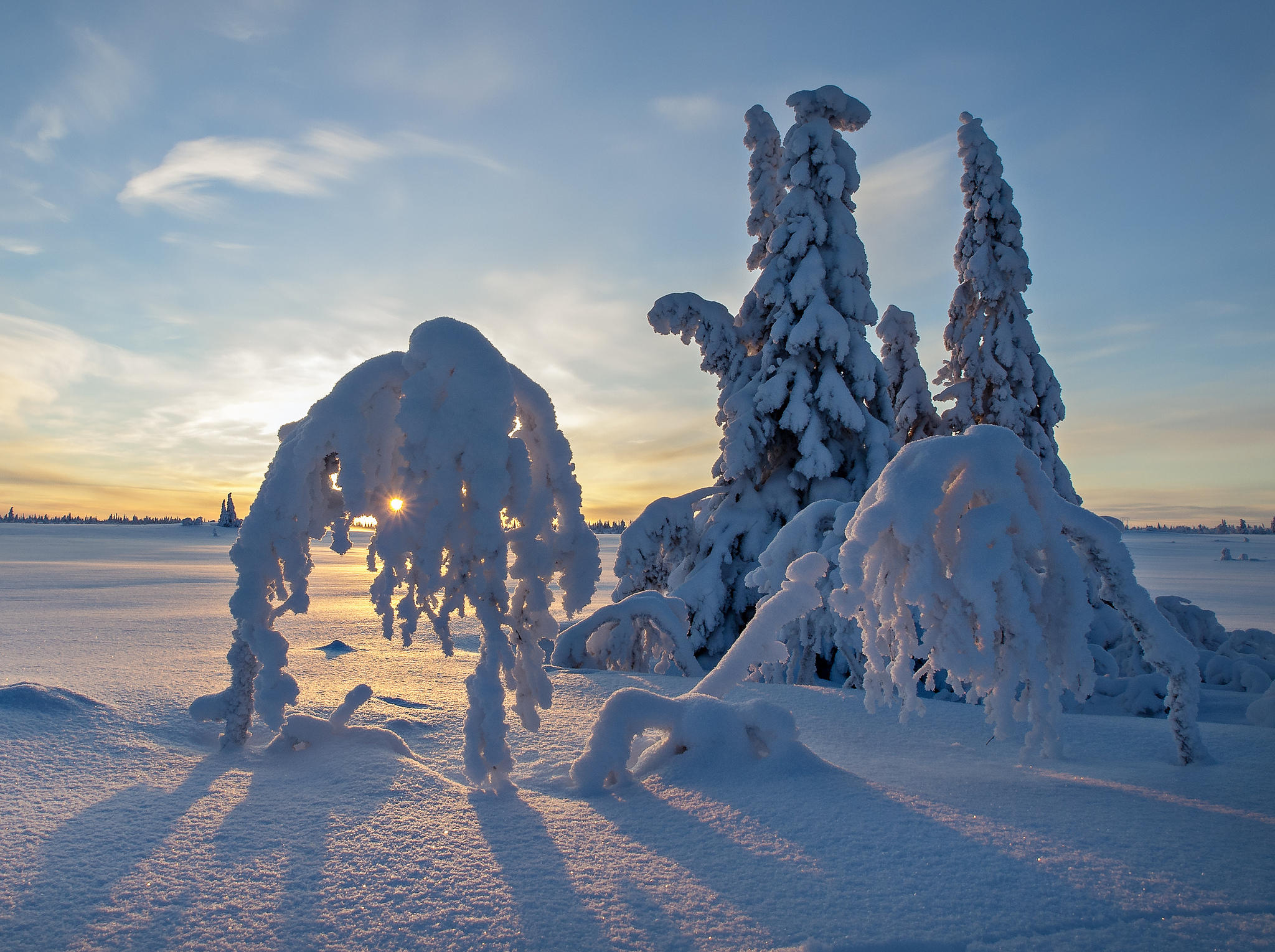 Wallpapers snow on trees trees in the snow landscapes on the desktop