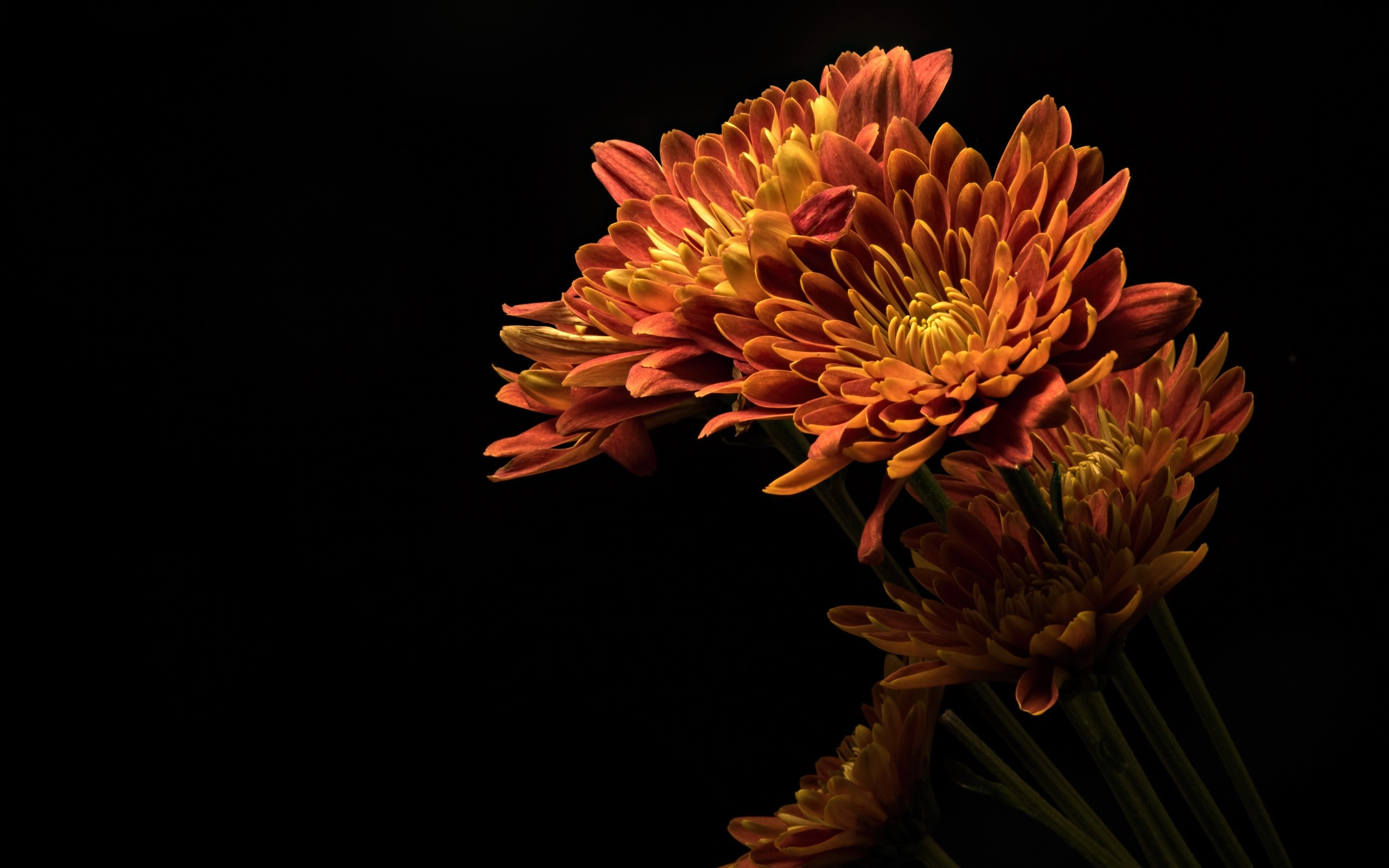 Free photo Orange daisy on black background