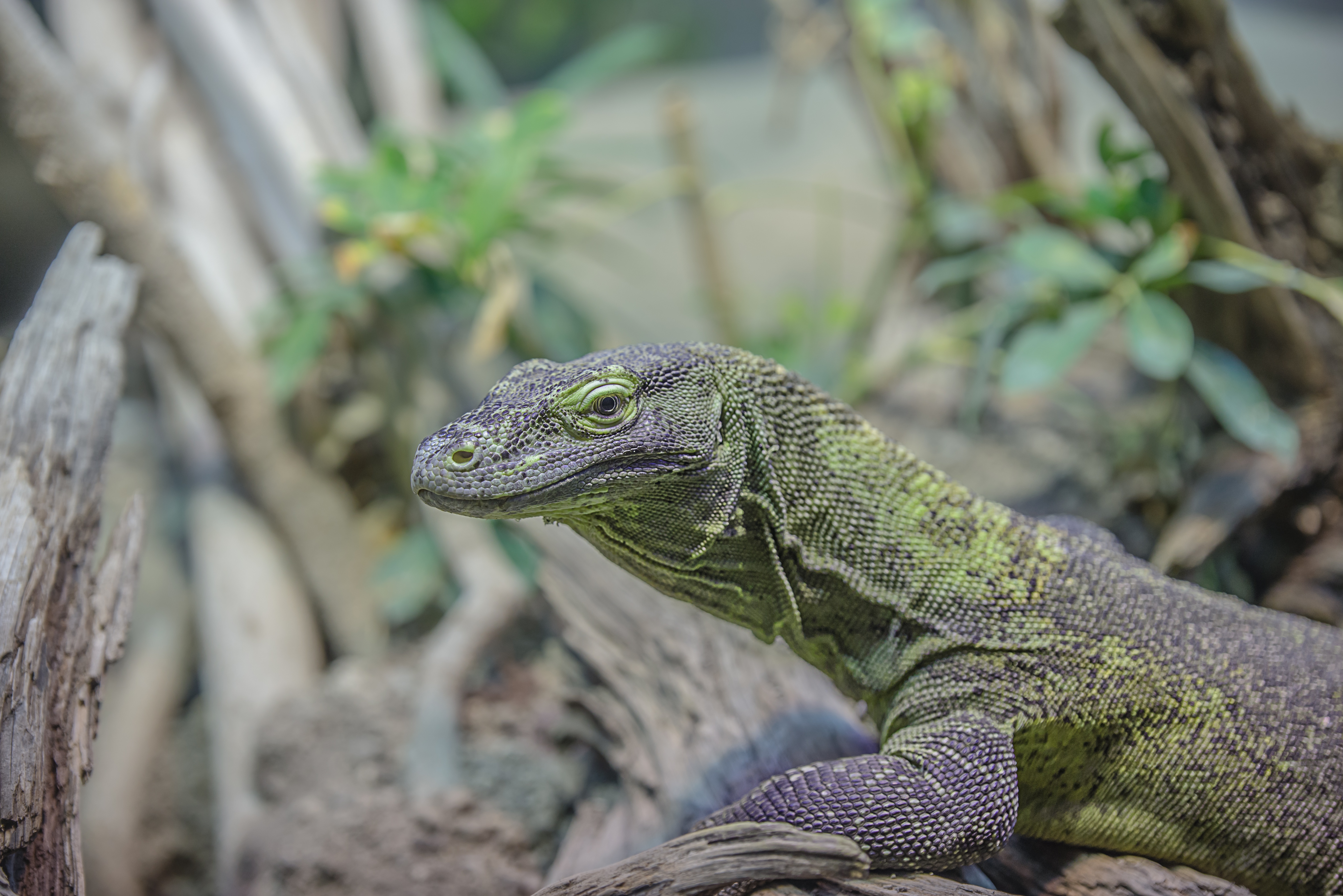 Free photo A large green varan