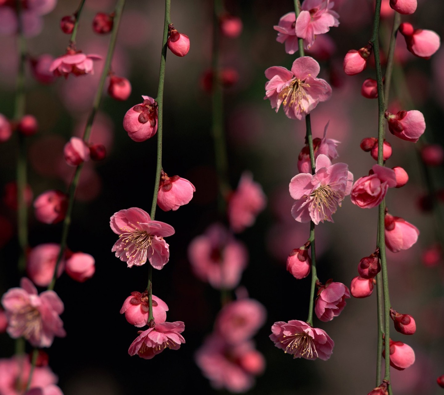 Розовый водопад