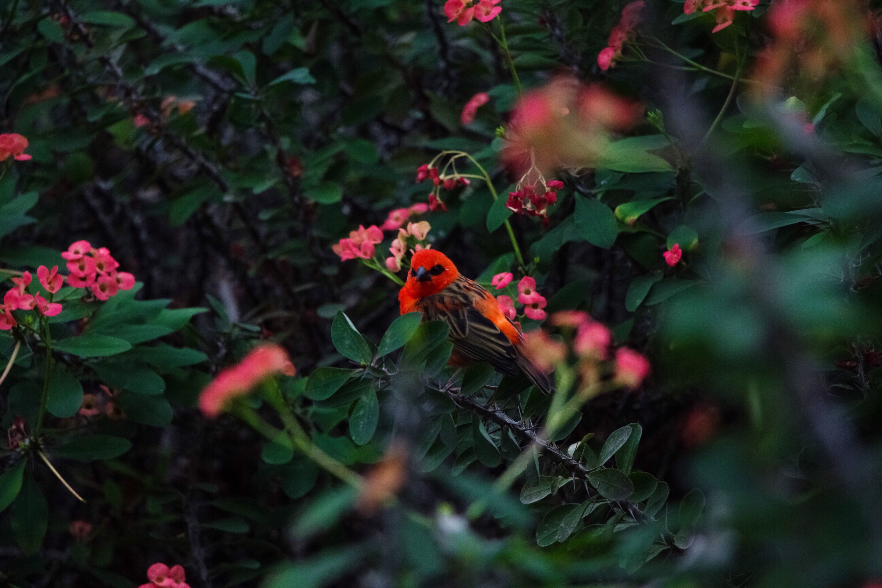 Wallpapers annual plant nature wild flower on the desktop