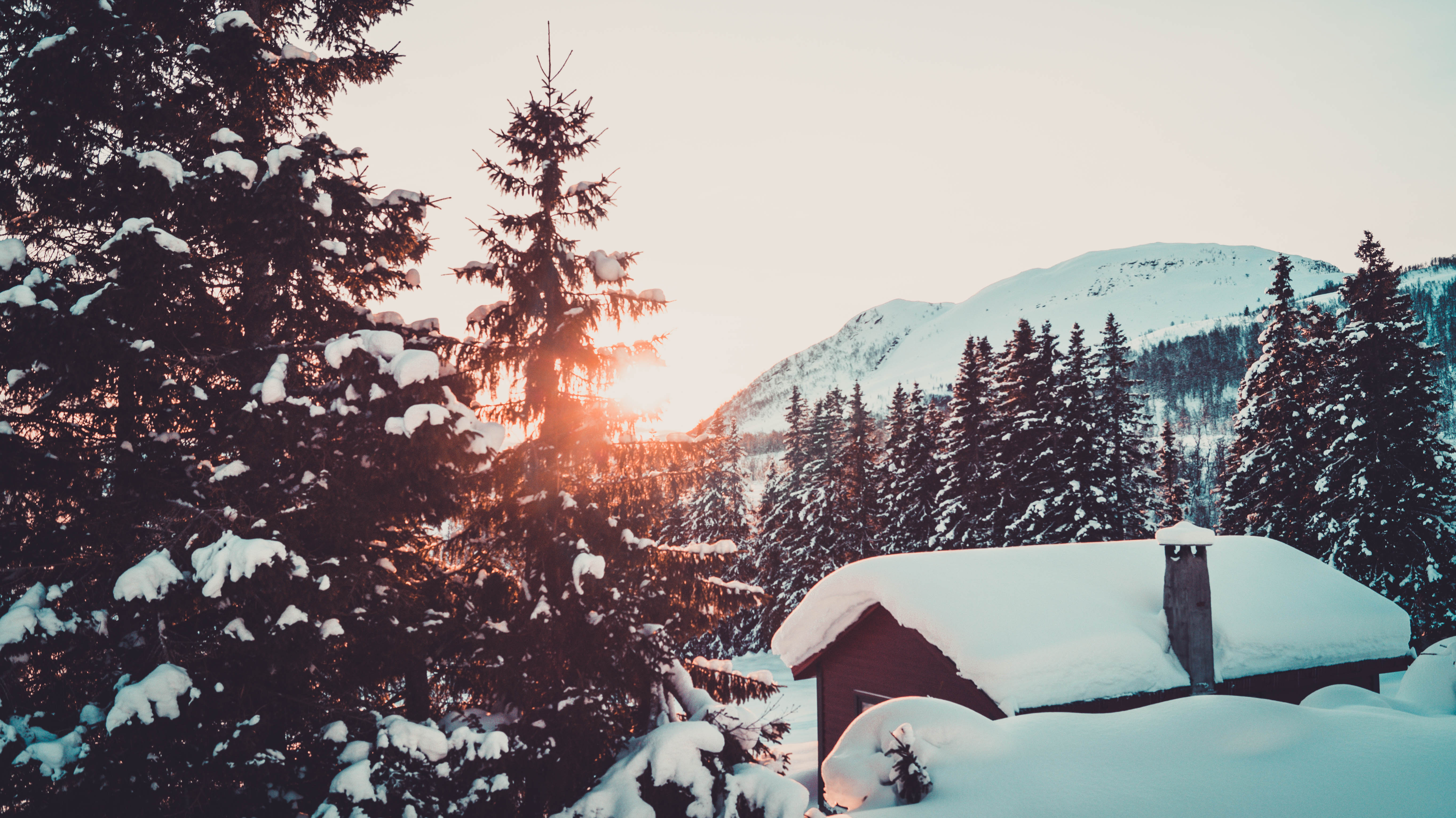 Wallpapers snow winter pine trees on the desktop
