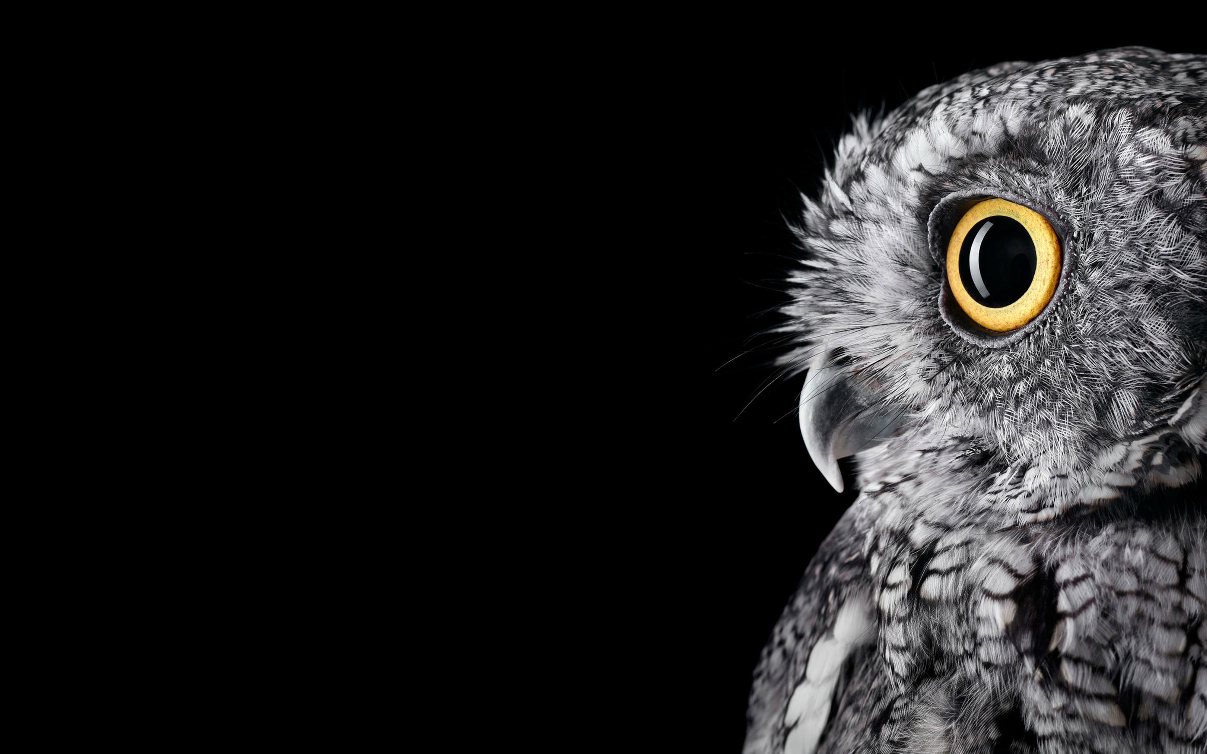 Monochrome photo of an owl