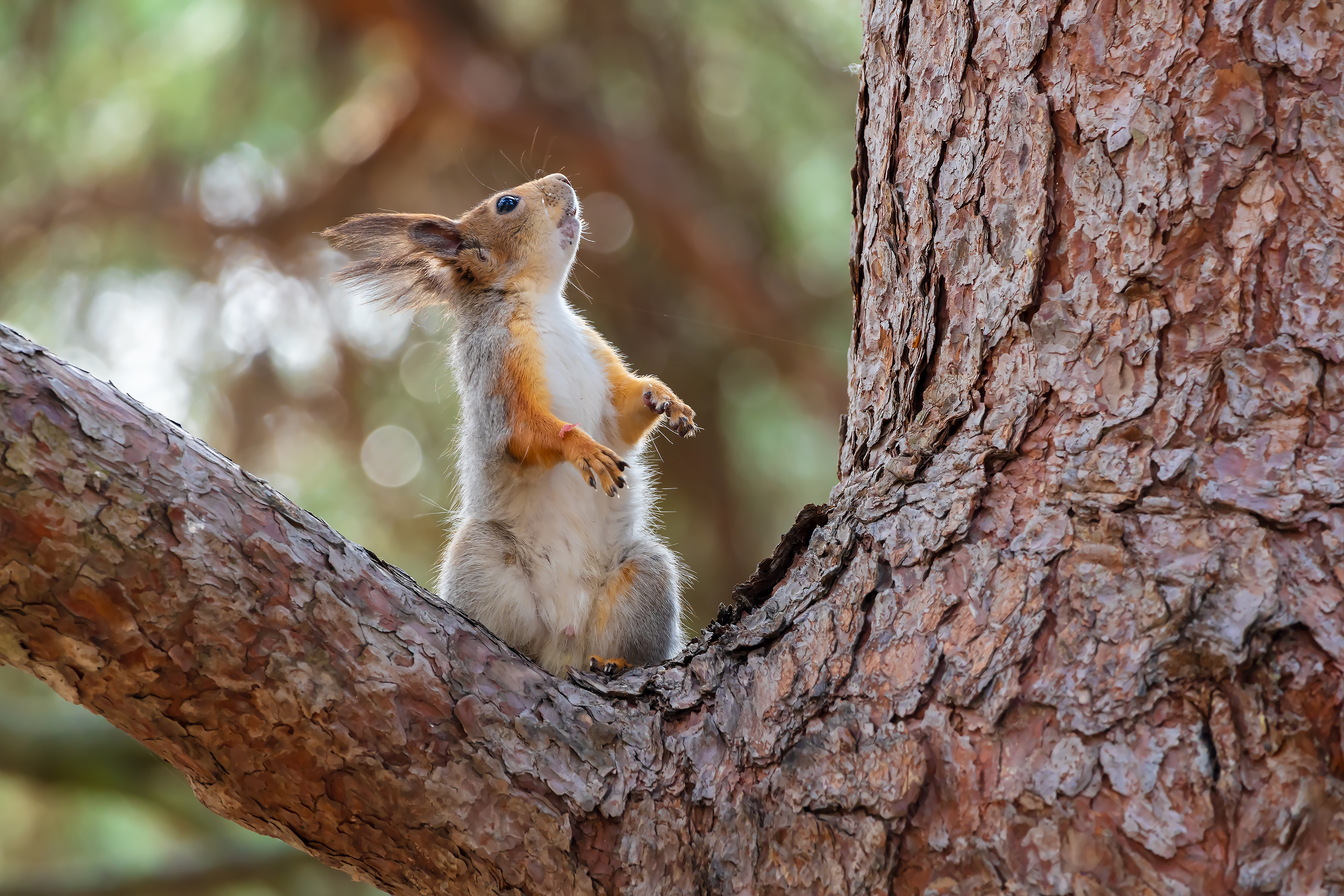 A squirrel on a tree branch looking up