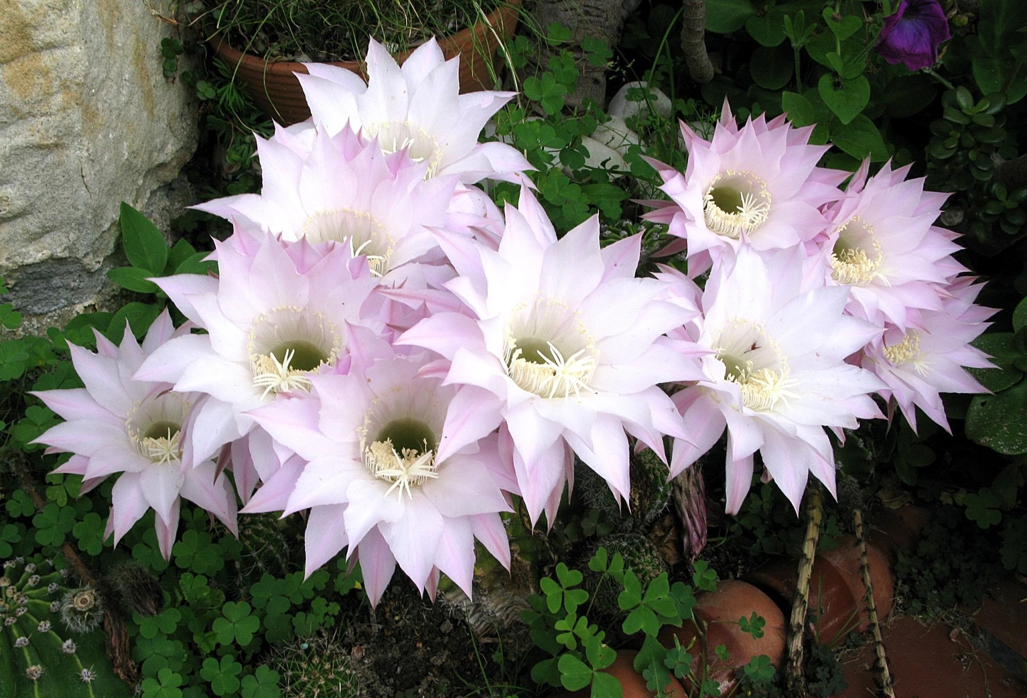 Echinopsis tubiferous