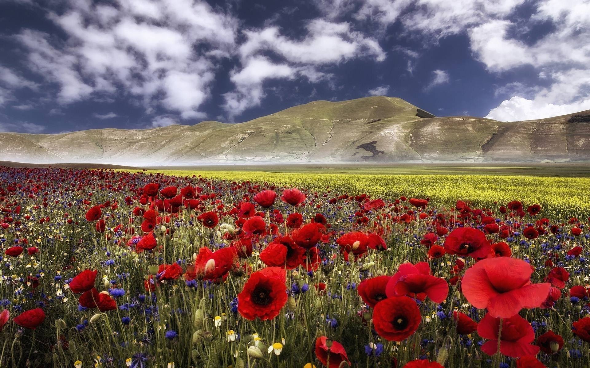 Wallpapers valley poppies daisies on the desktop