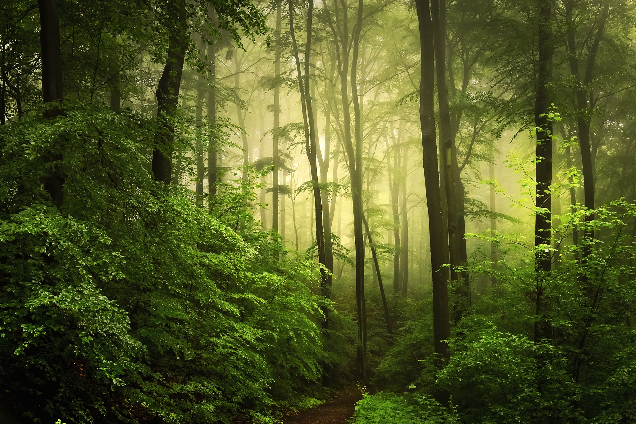 Wallpapers nature trees fog in the forest on the desktop