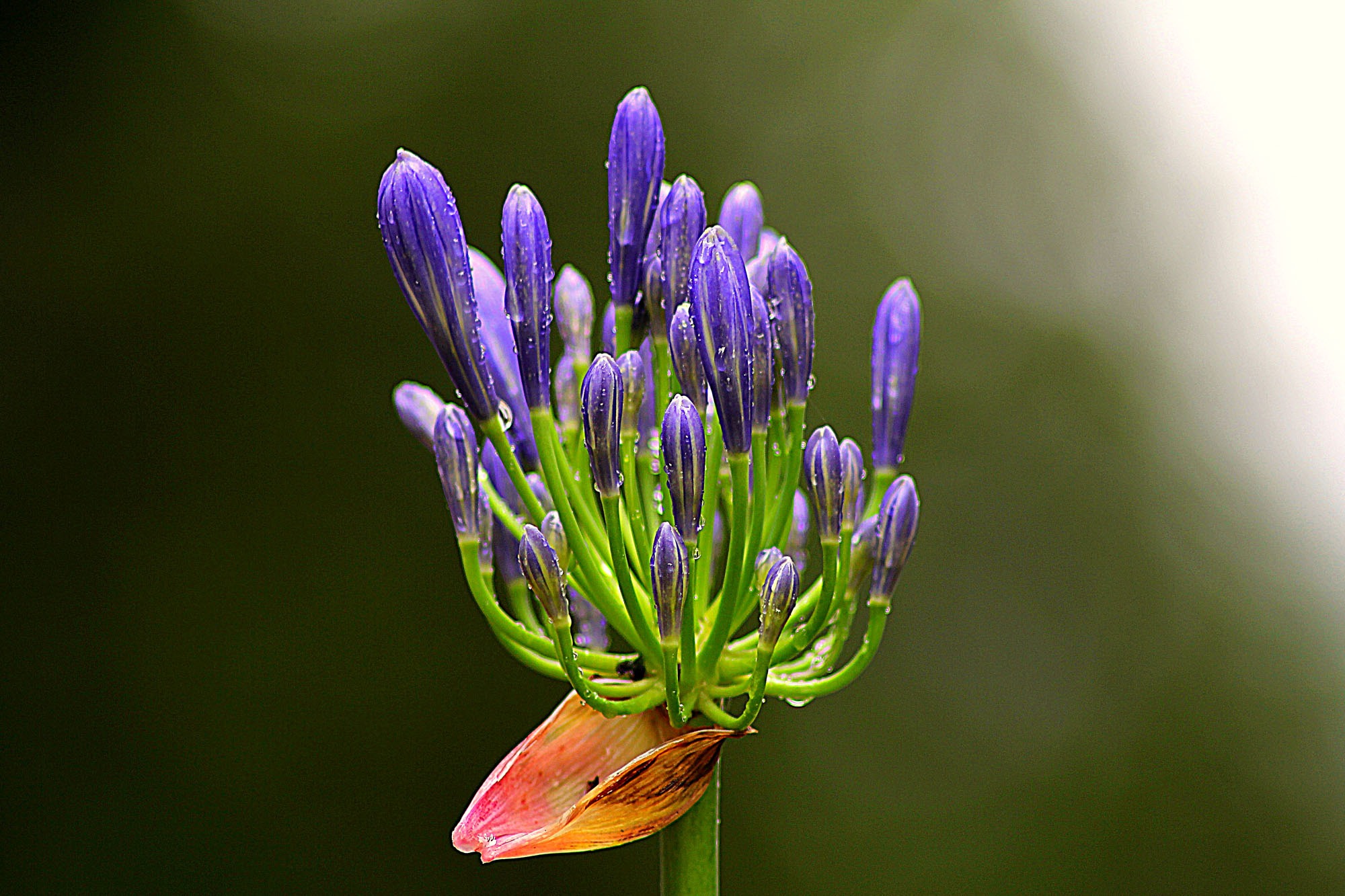 Wallpapers nature flower plant on the desktop