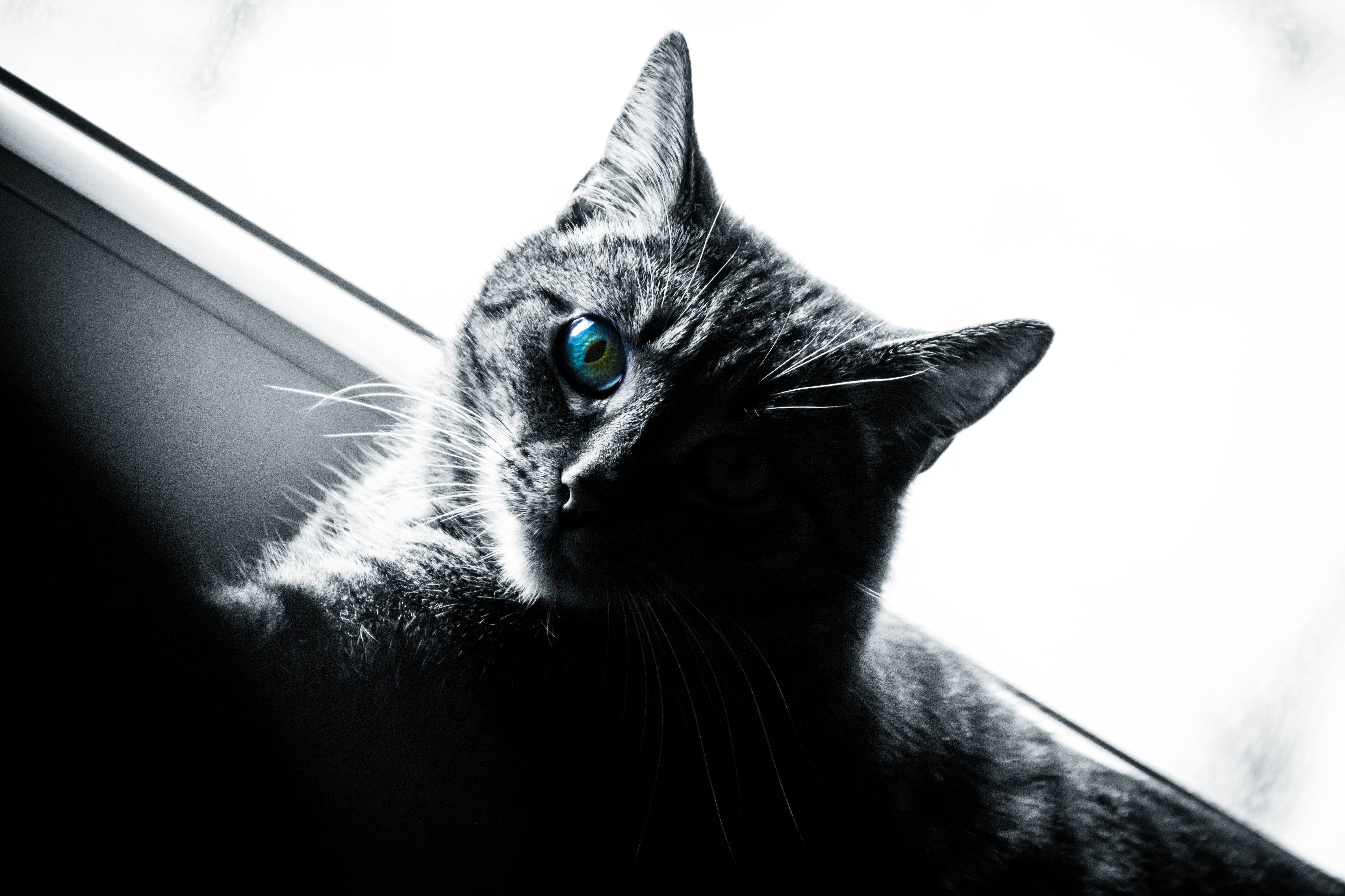 Monochrome photo of a cat with blue eyes