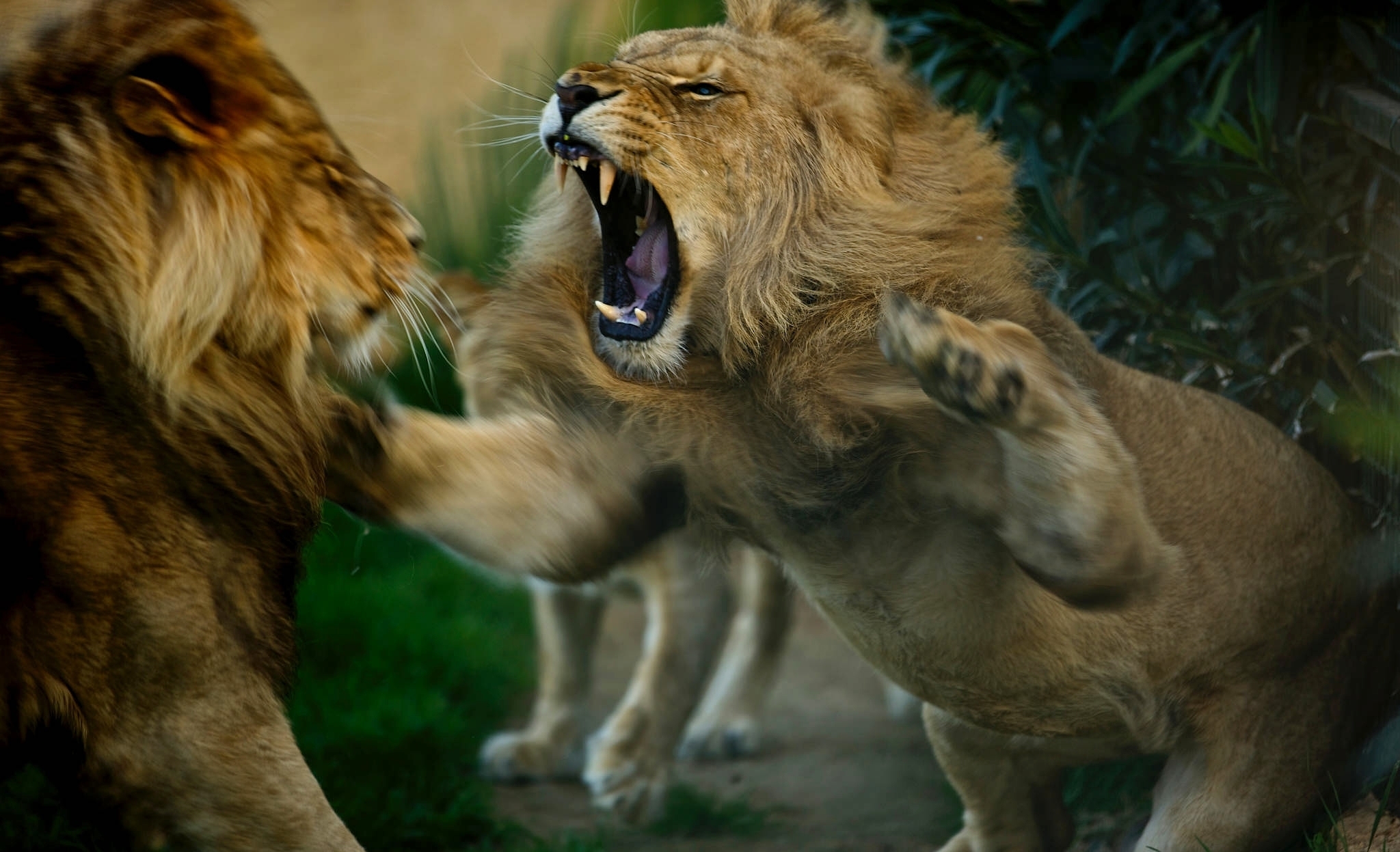 双狮之战