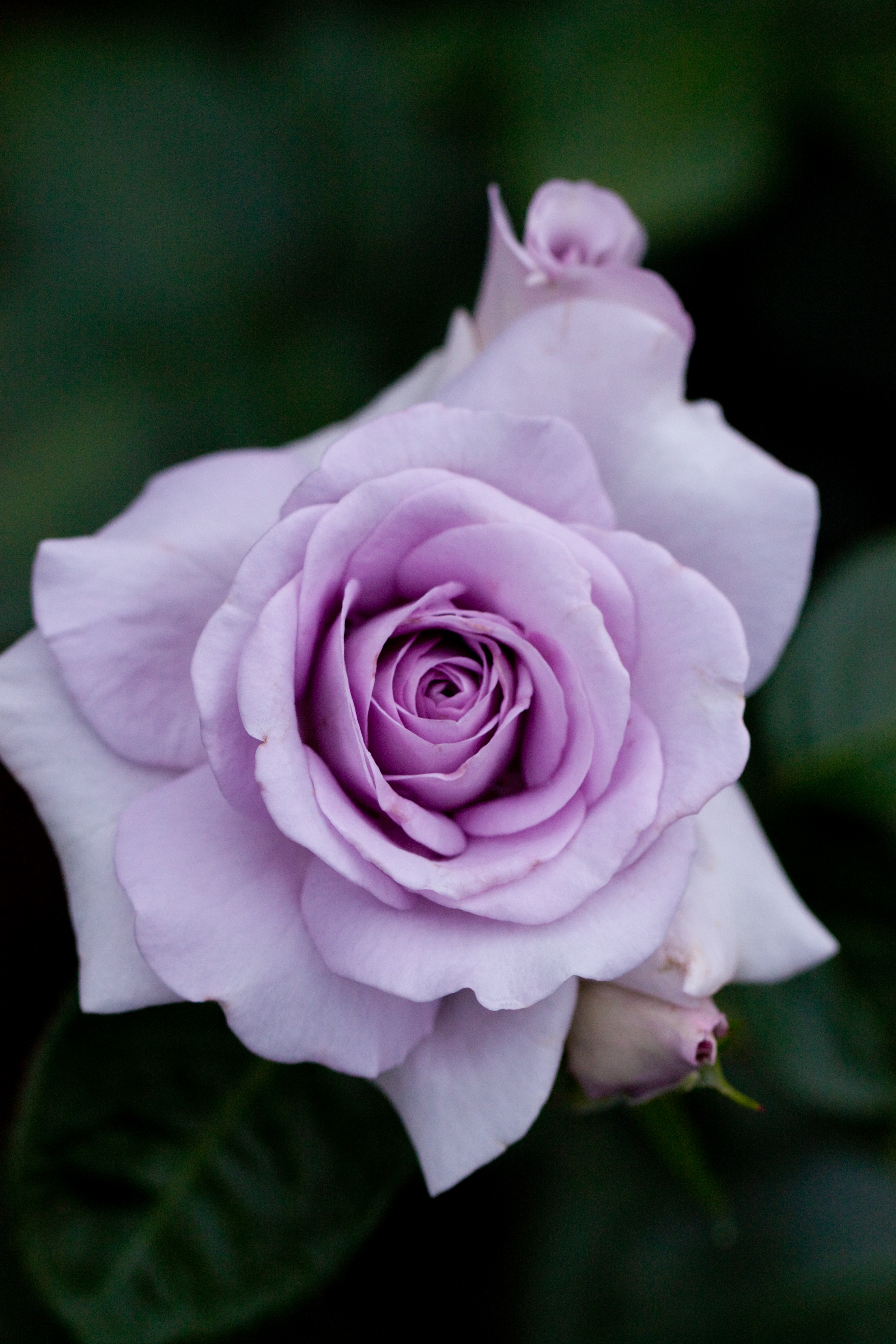 Free photo Purple rosebud