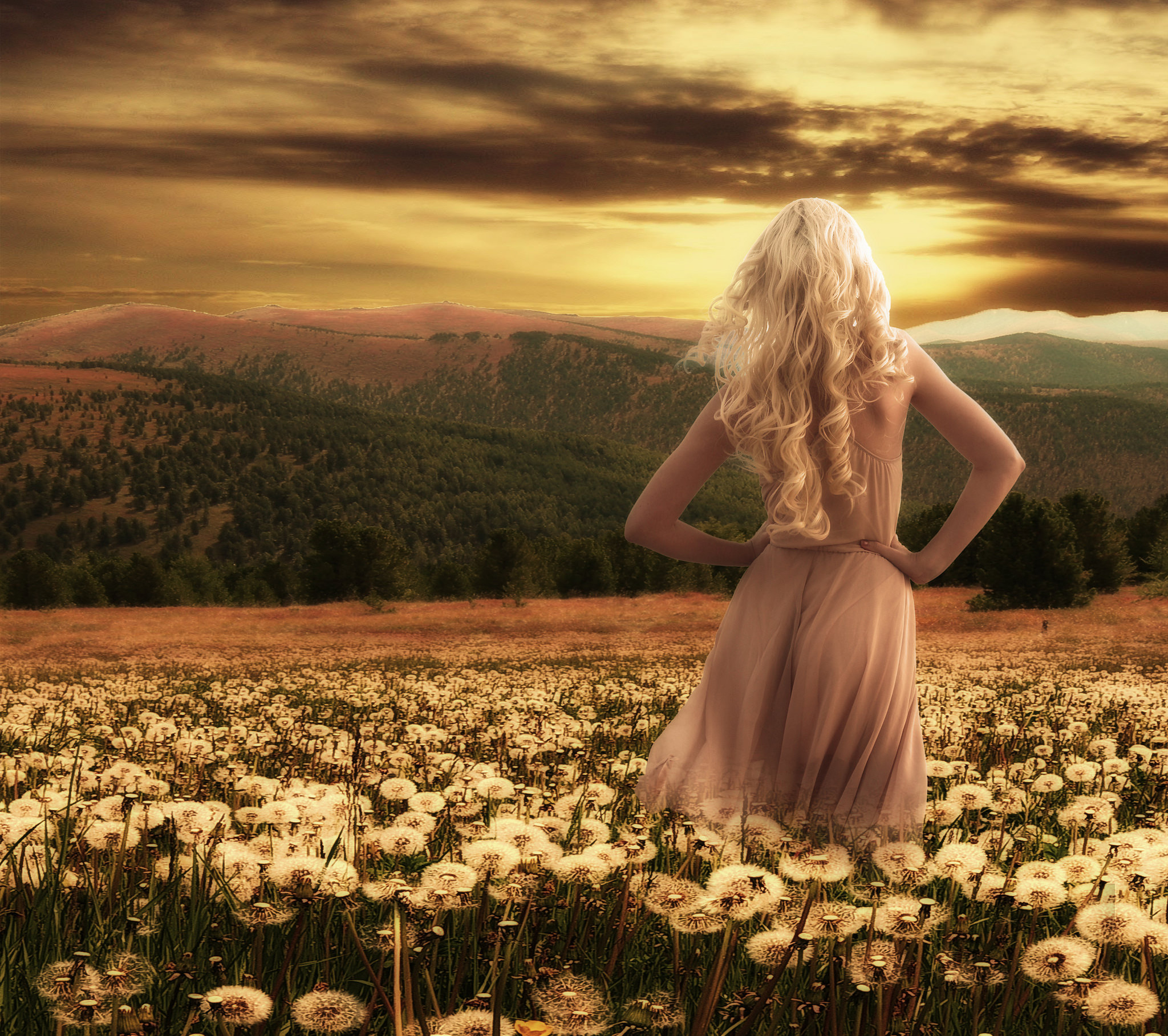 Wallpapers sunset field dandelions on the desktop