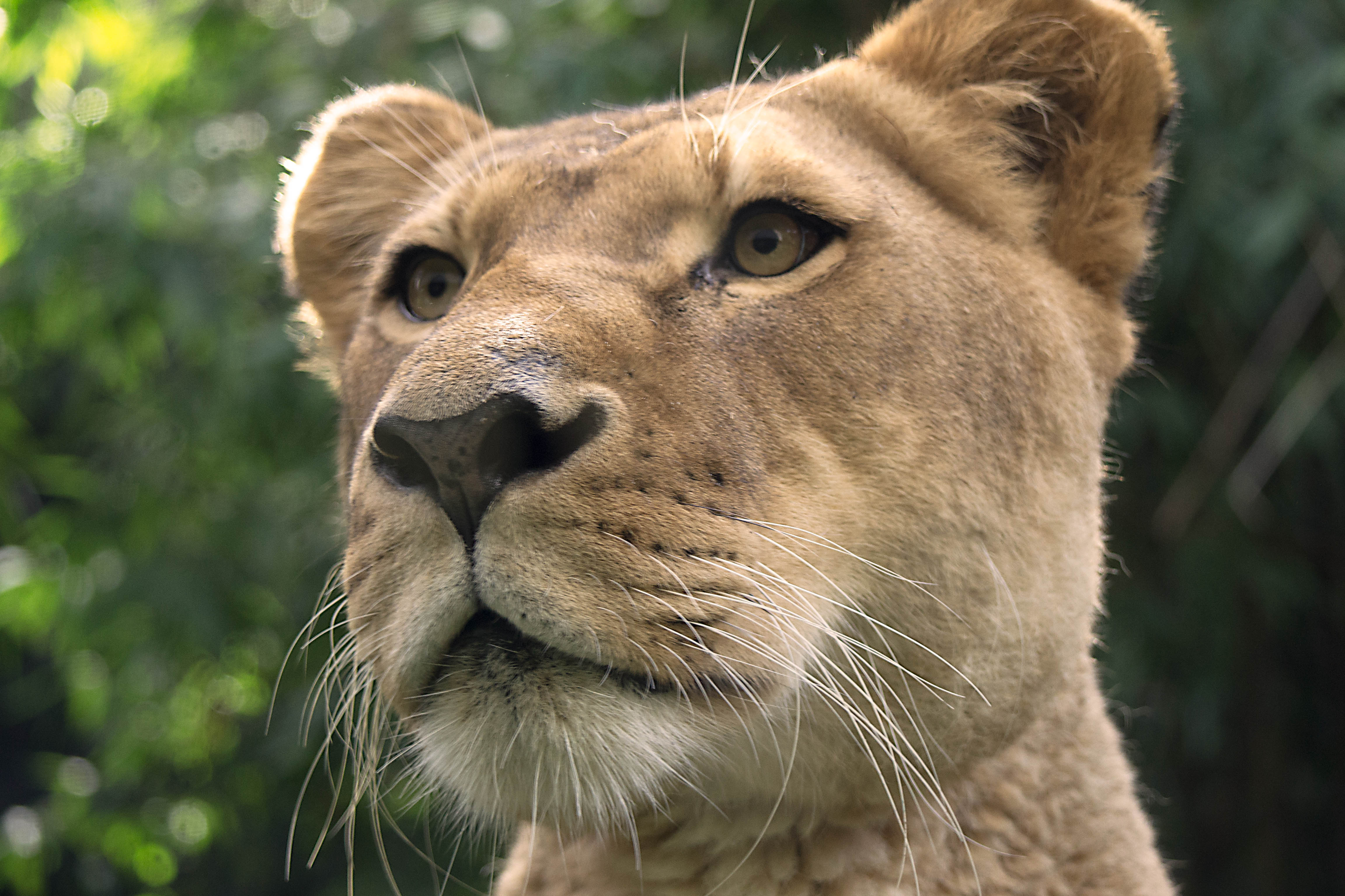 A close-up of a lioness`s face
