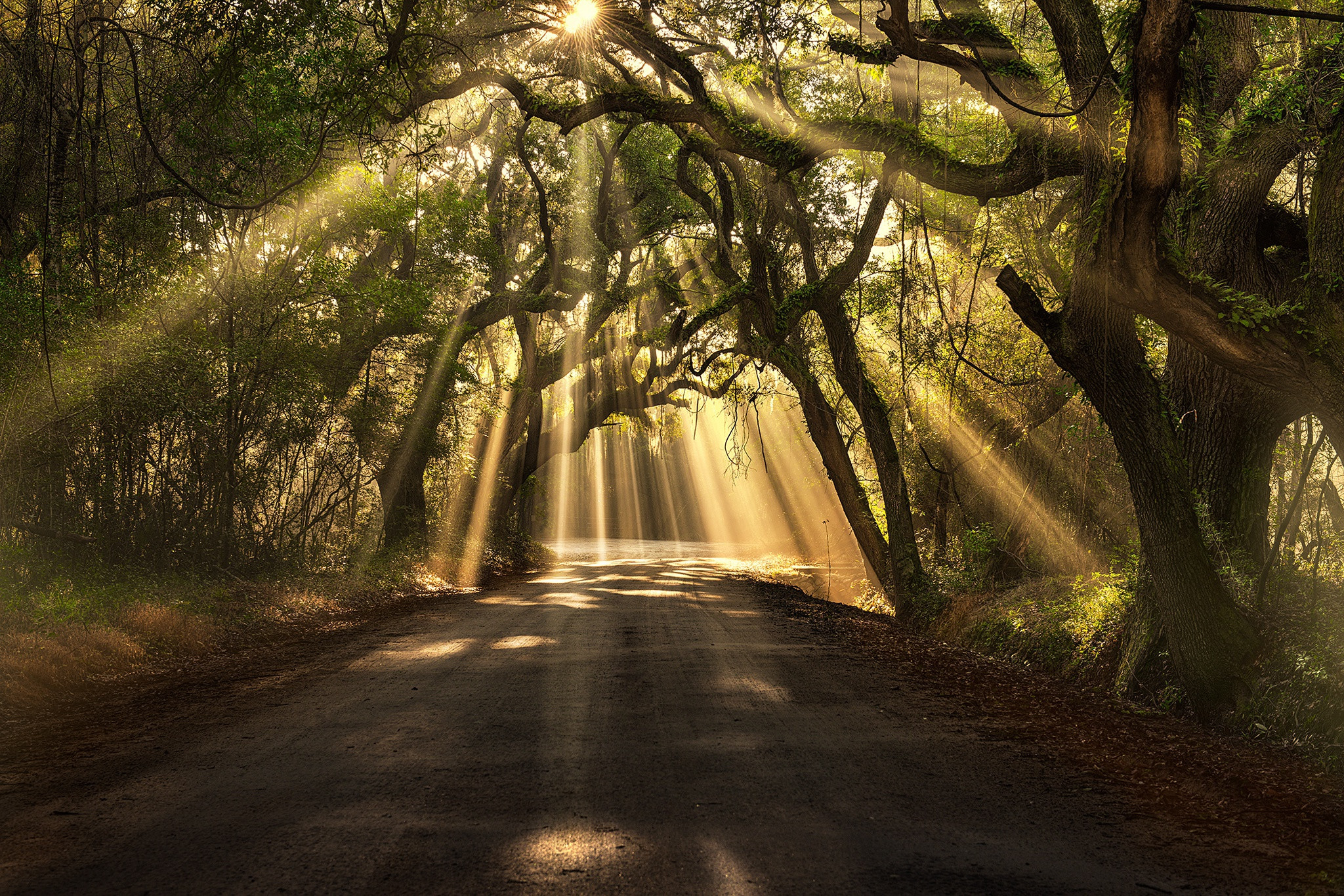 Free photo The sun`s rays break through the branches of the trees