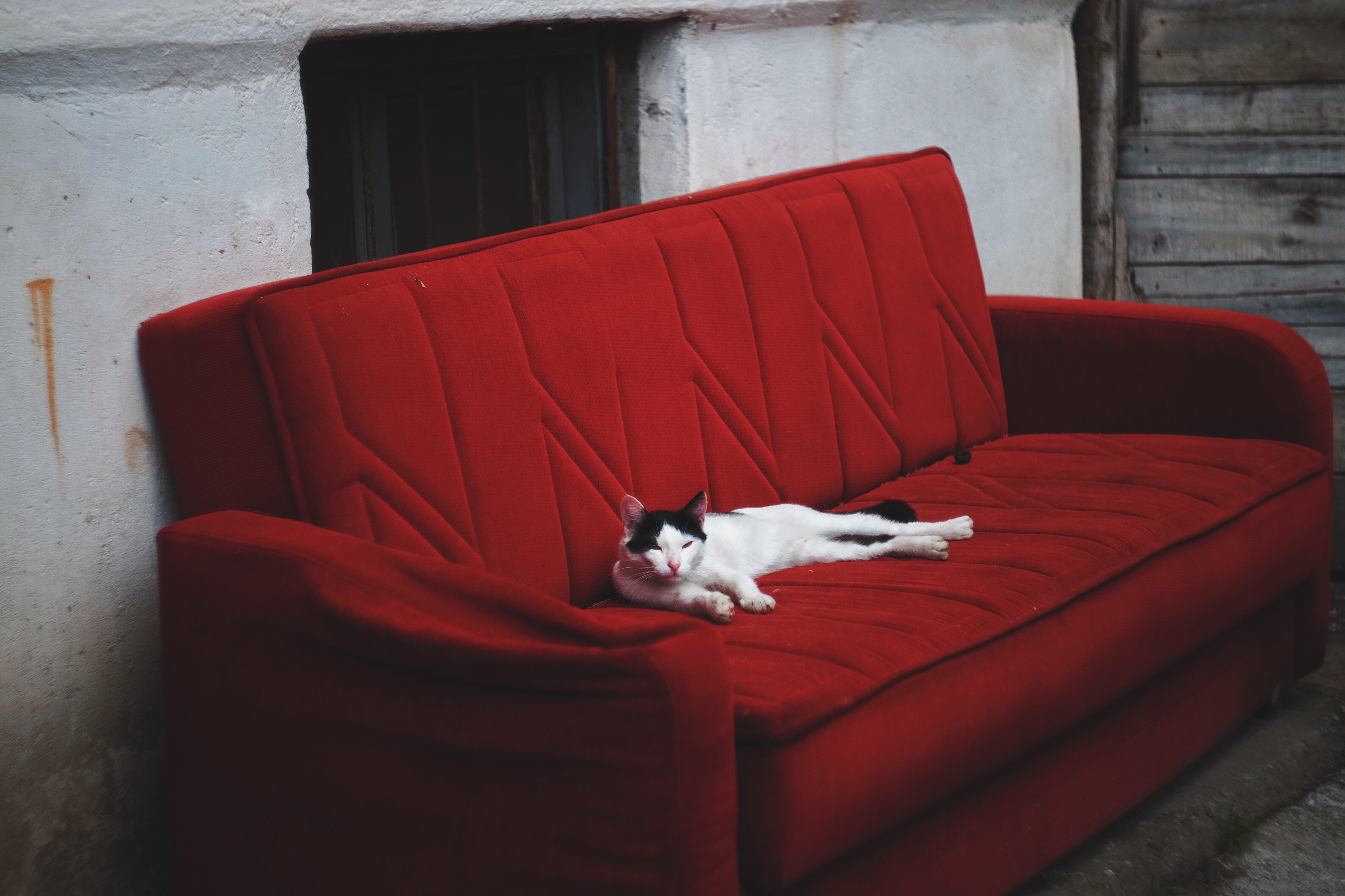 猫躺在红色沙发上