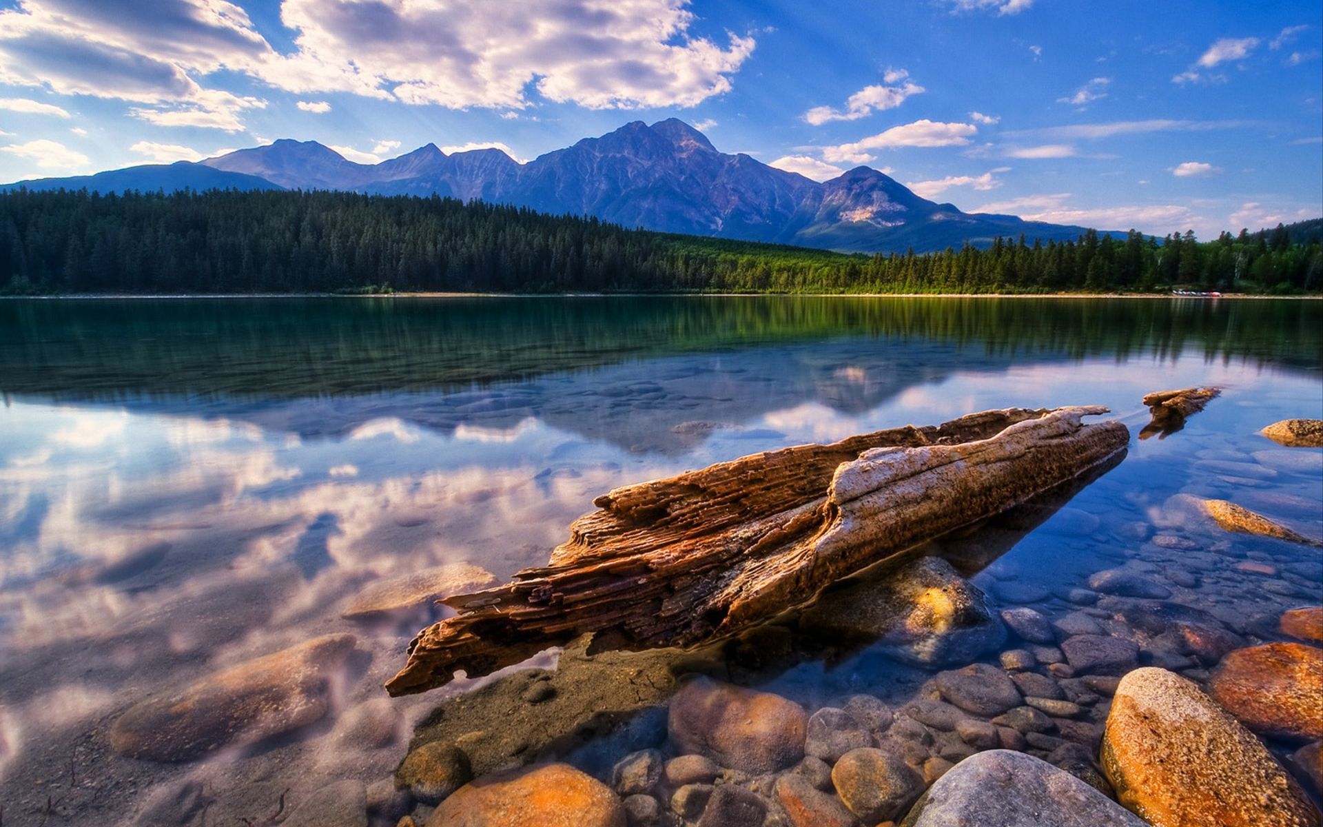 Free photo A wooden driftwood floats on the shore of the lake