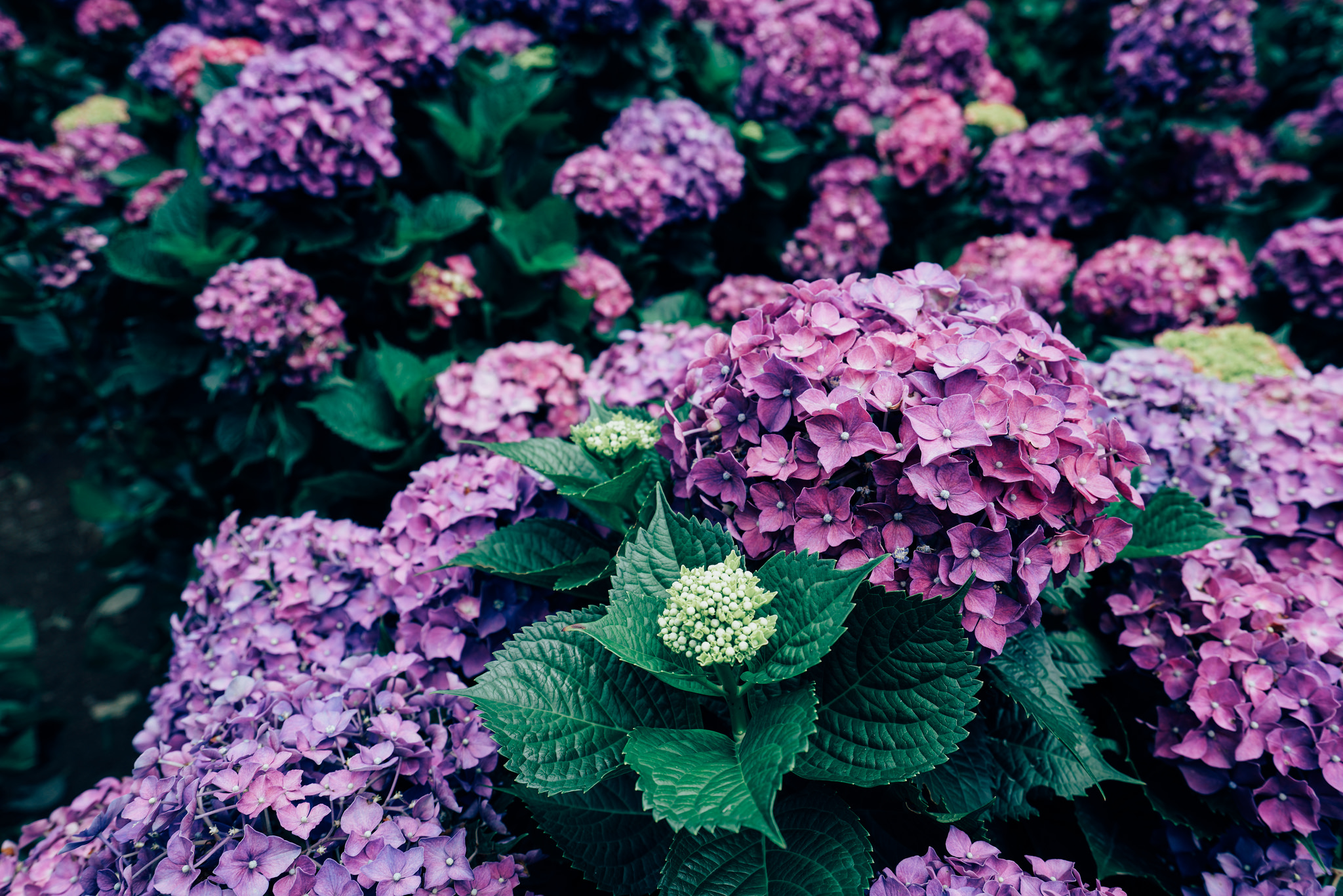 Wallpapers hydrangea flowers shrub on the desktop