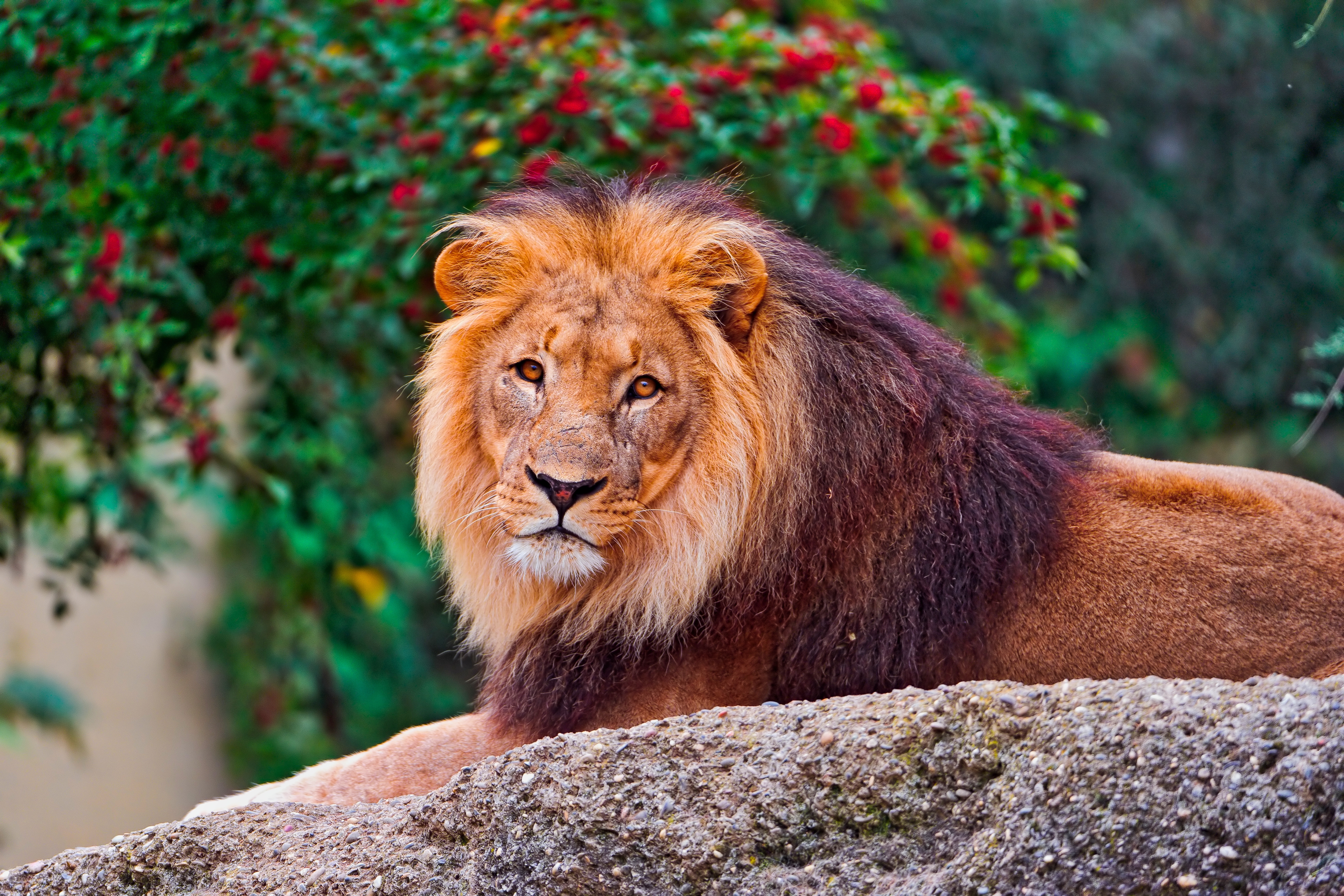 Wallpapers lion lying down fur on the desktop