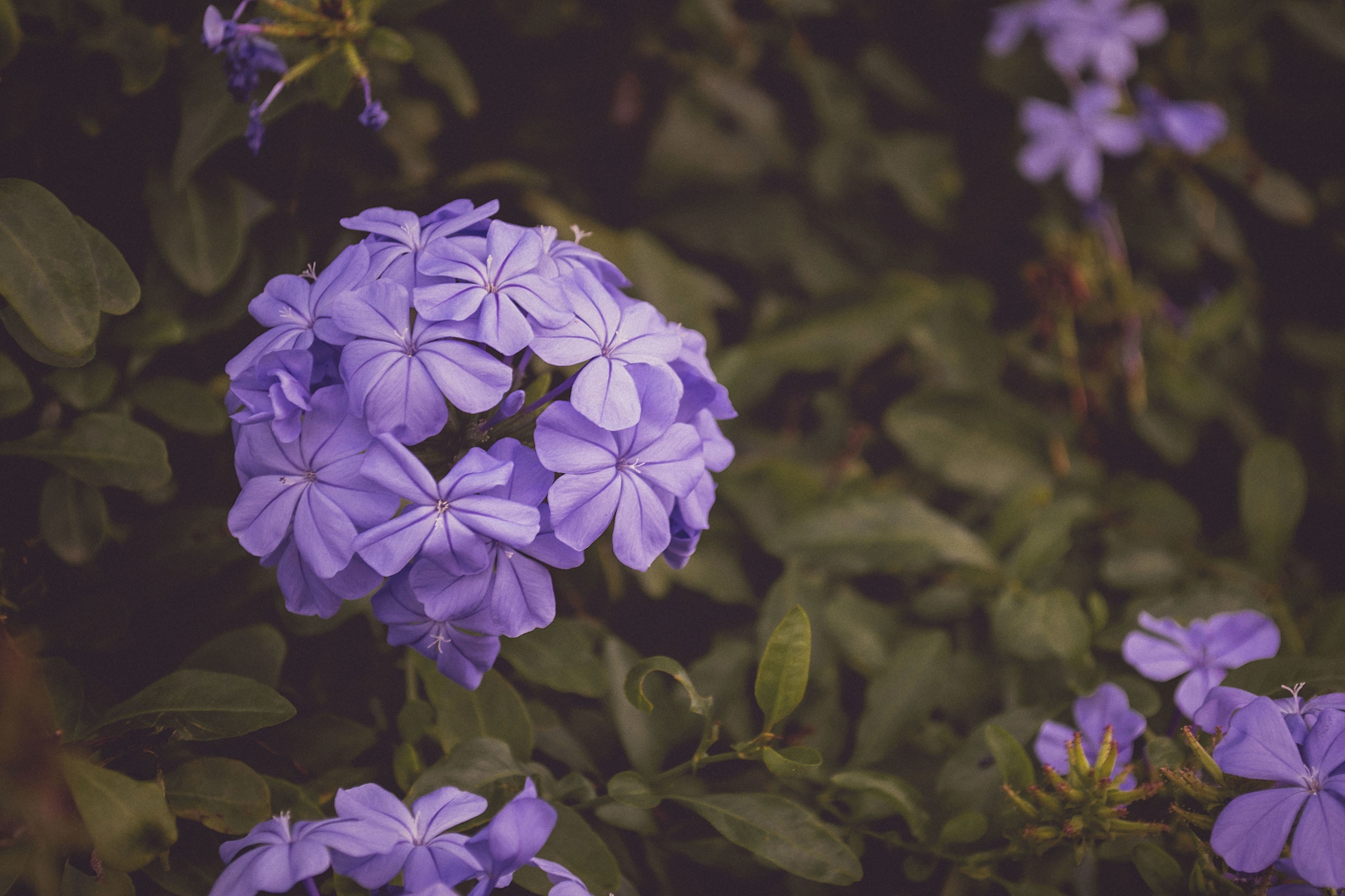 Wallpapers plants purple flower leaves on the desktop