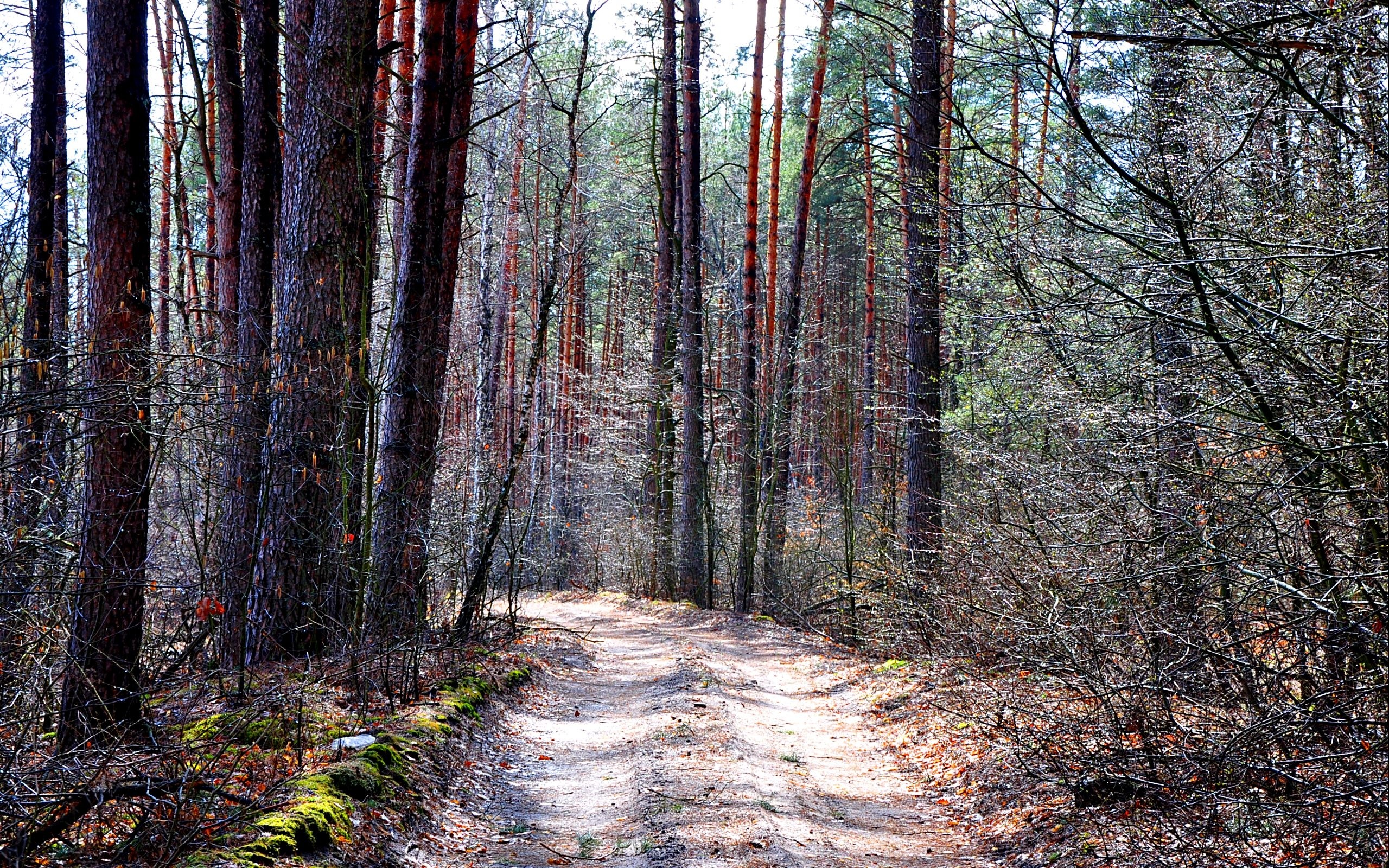 Путь через лес