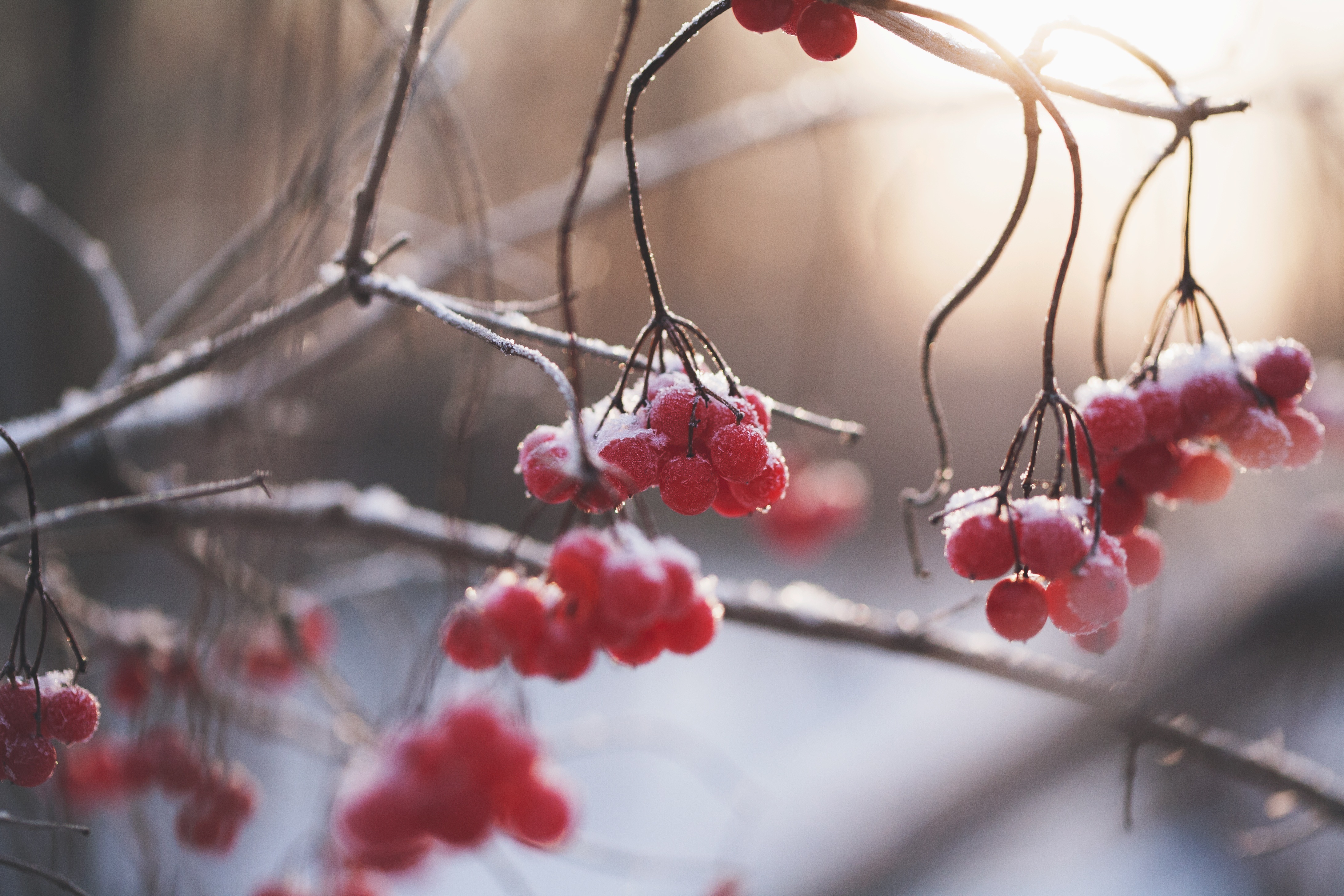 Бесплатное фото Замерзшие красные ягоды на ветви ранней зимой