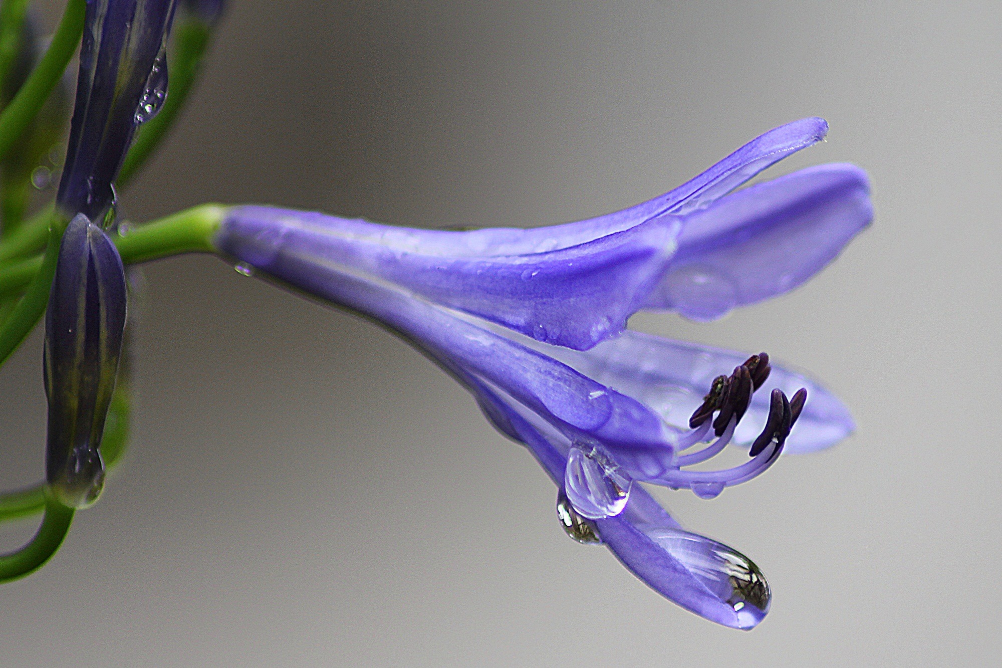 Wallpapers water flower plant on the desktop