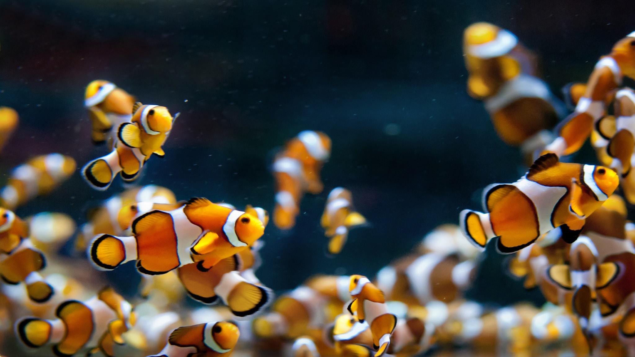 桌面上的壁纸海葵鱼 生物学 海洋生物学