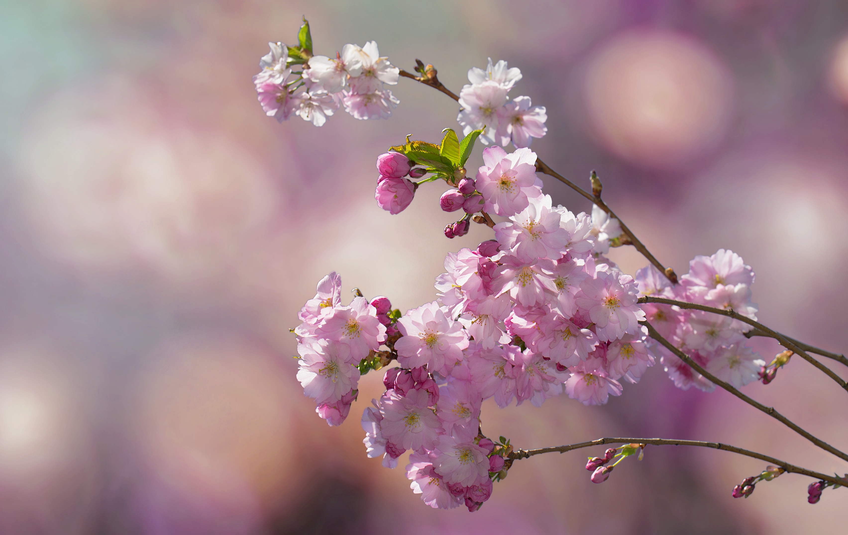 Wallpapers flowering branch flower flora on the desktop