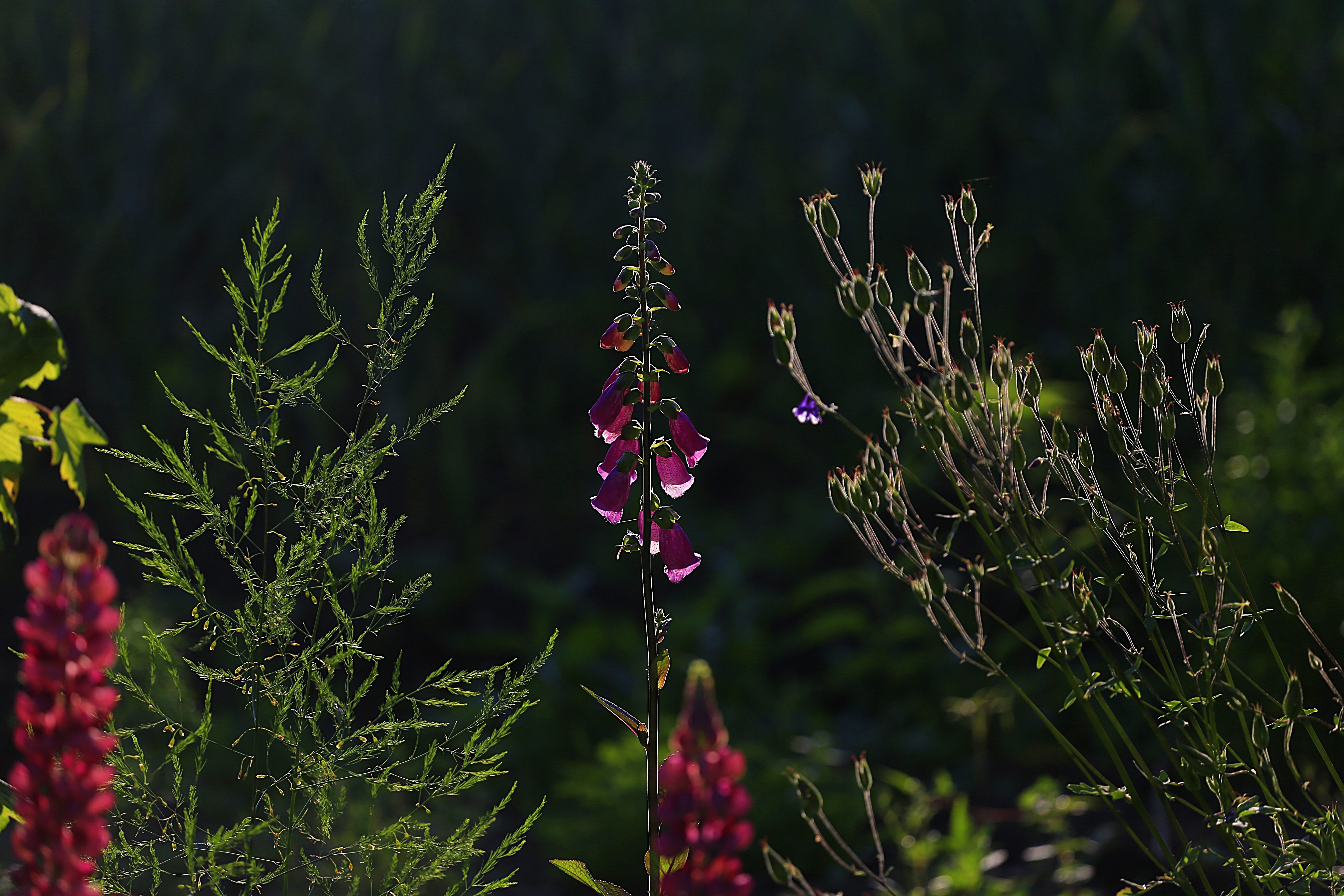 Wallpapers nature grass plant on the desktop