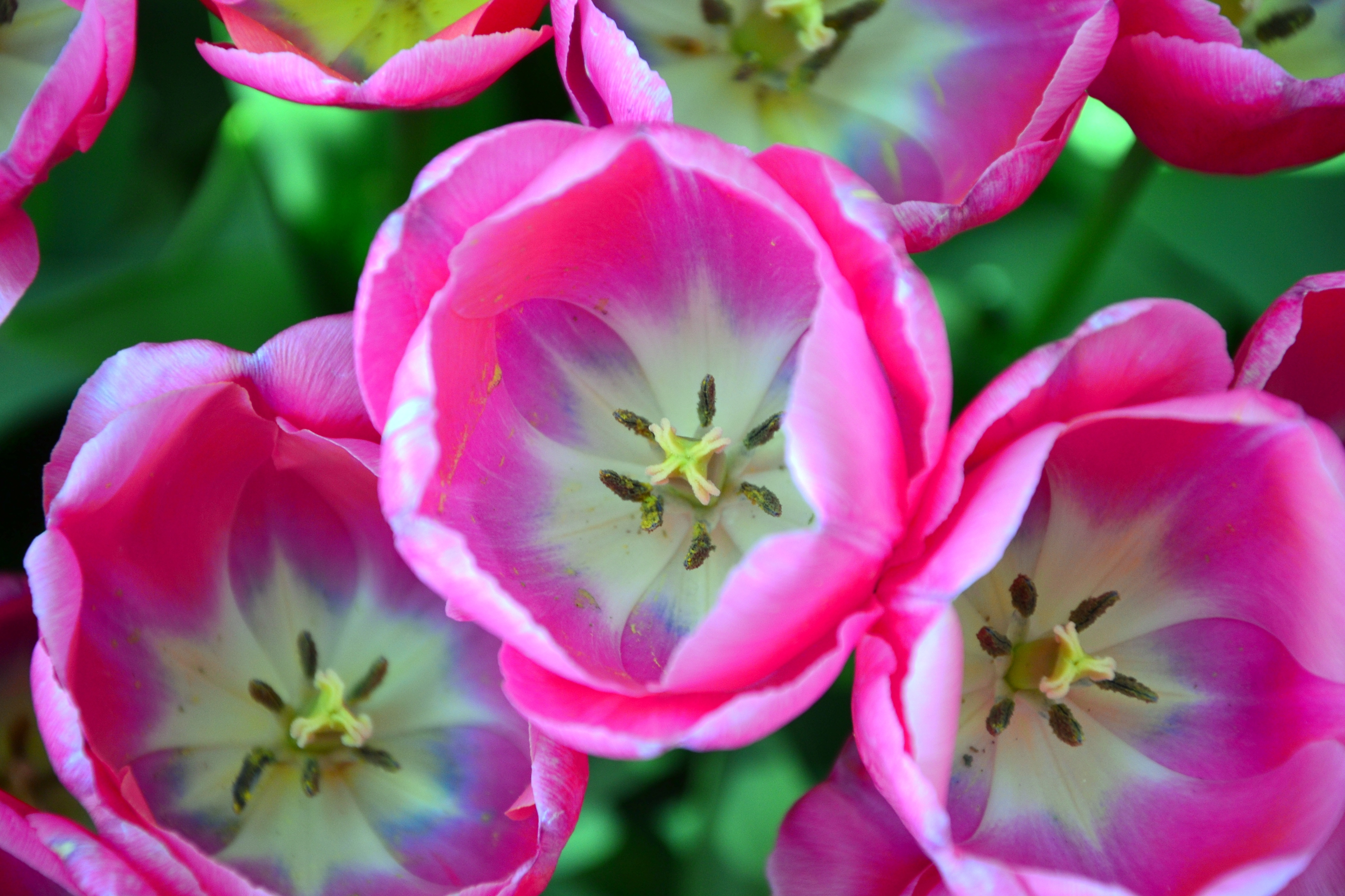Opened pink tulips