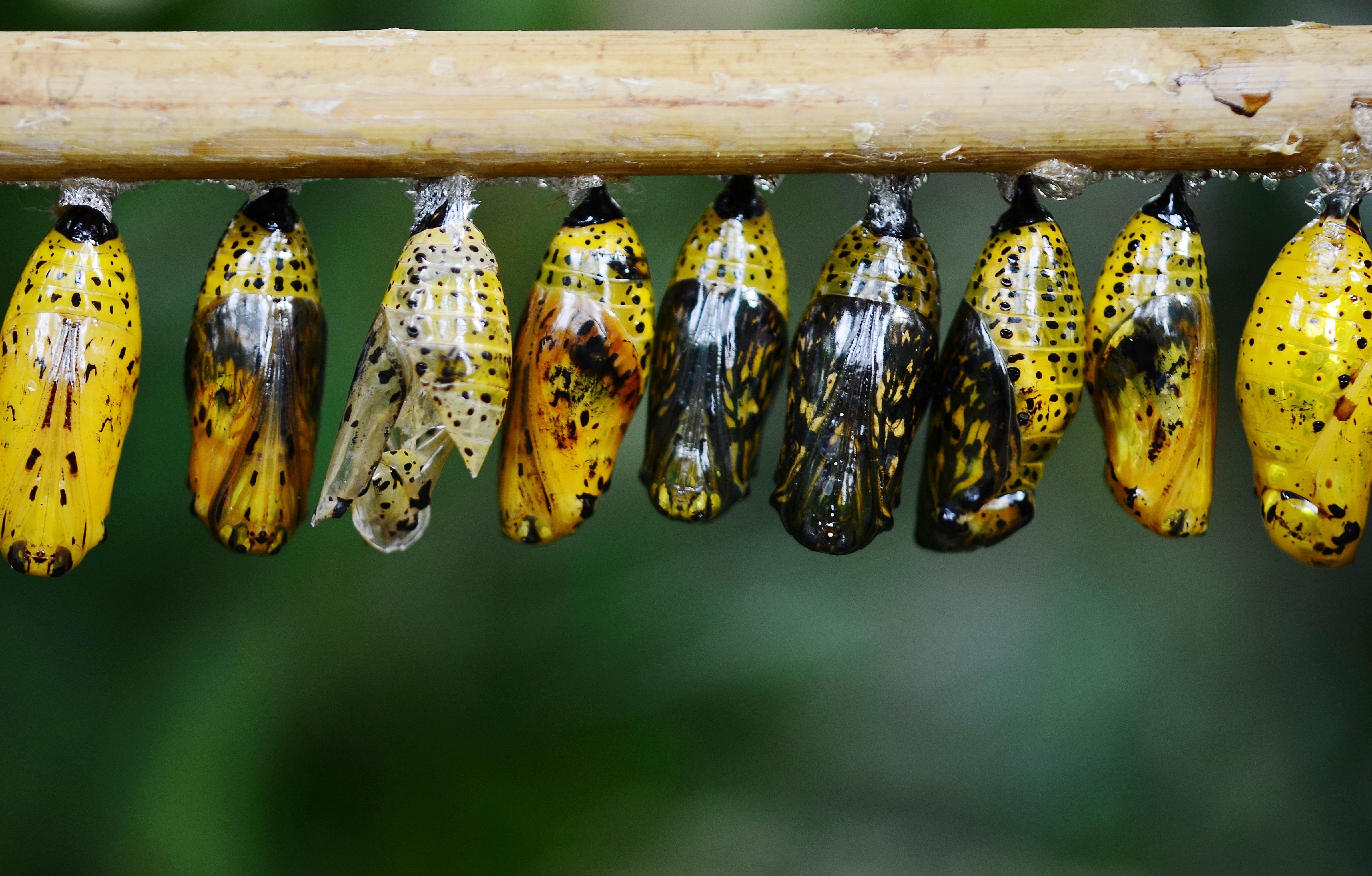 Free photo Butterfly cocoon