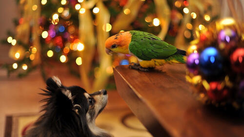Бесплатное фото Собака и попугай смотрят друг на друга