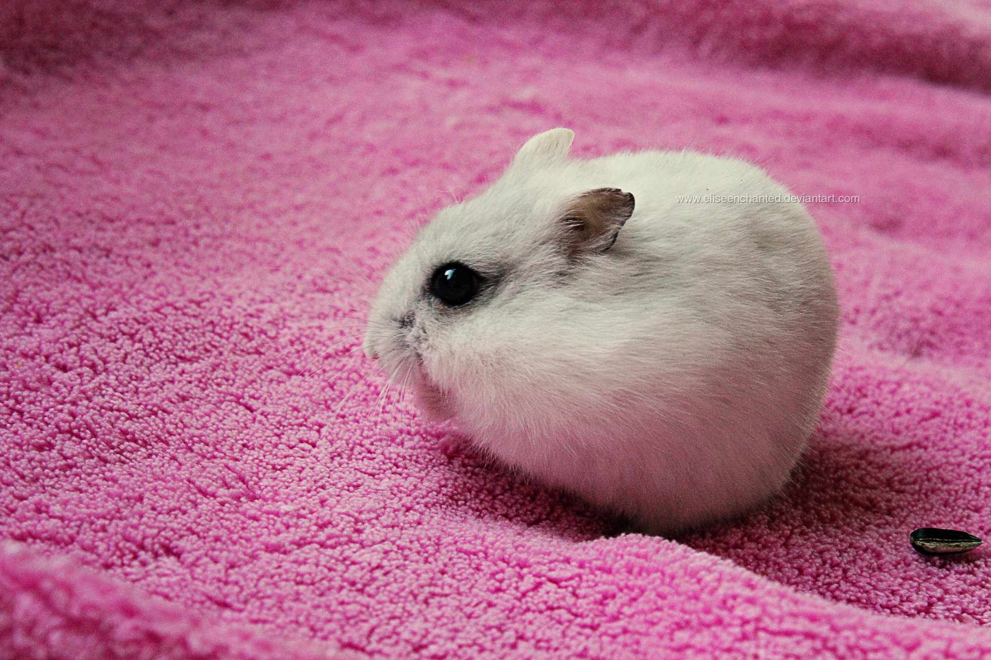 Wallpapers animals mustache pink towel on the desktop