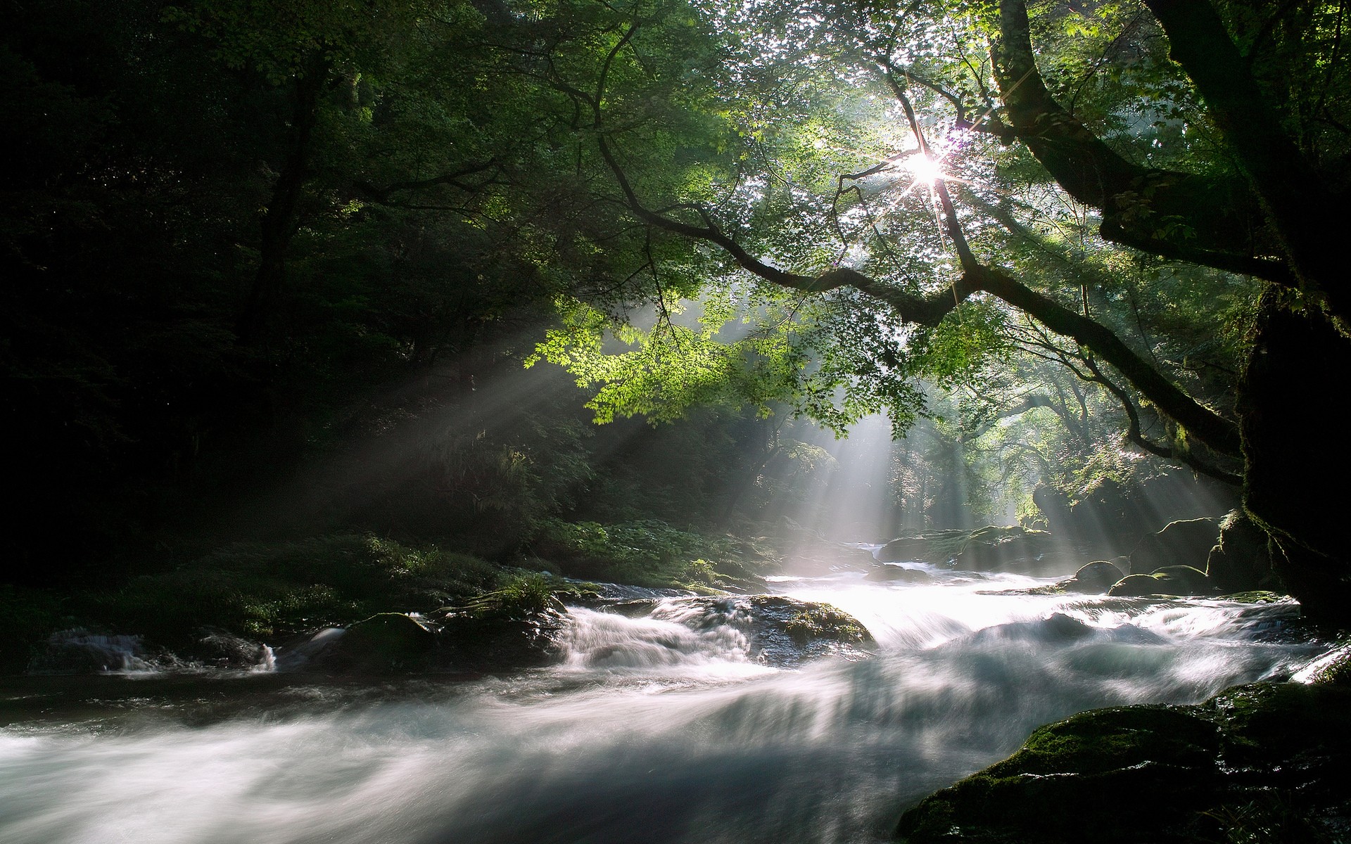 Wallpapers forest creeks for on the desktop