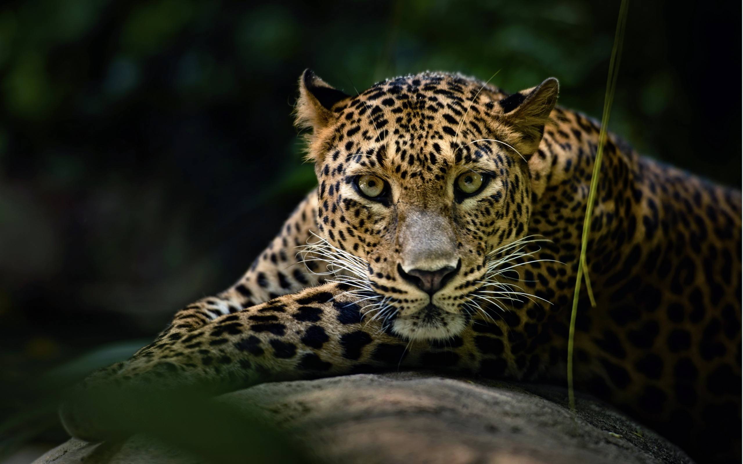 Wallpapers beautiful leopard face rest on the desktop