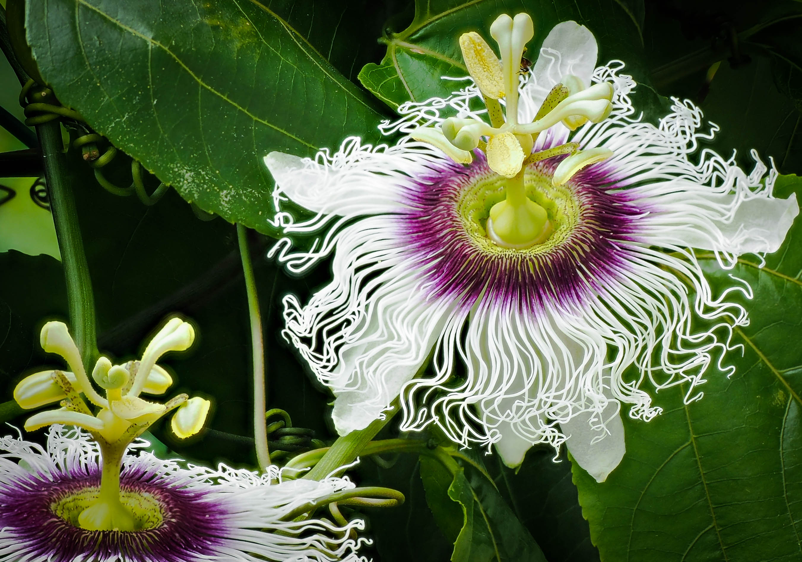 桌面上的壁纸路旁花 奇花 花