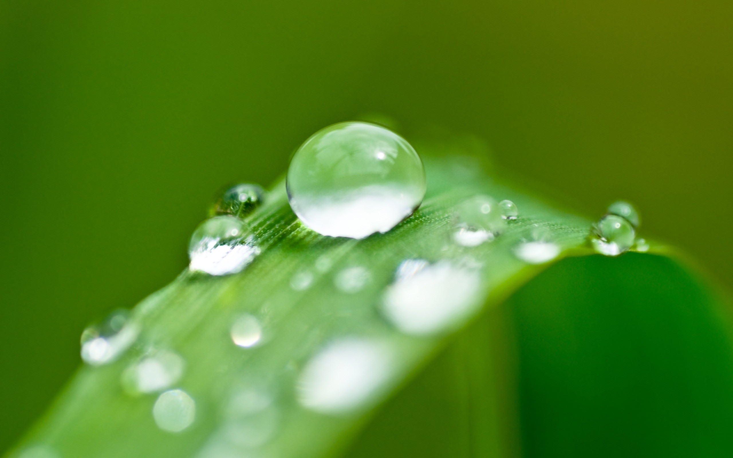 Free photo Morning dew on a green blade of grass.