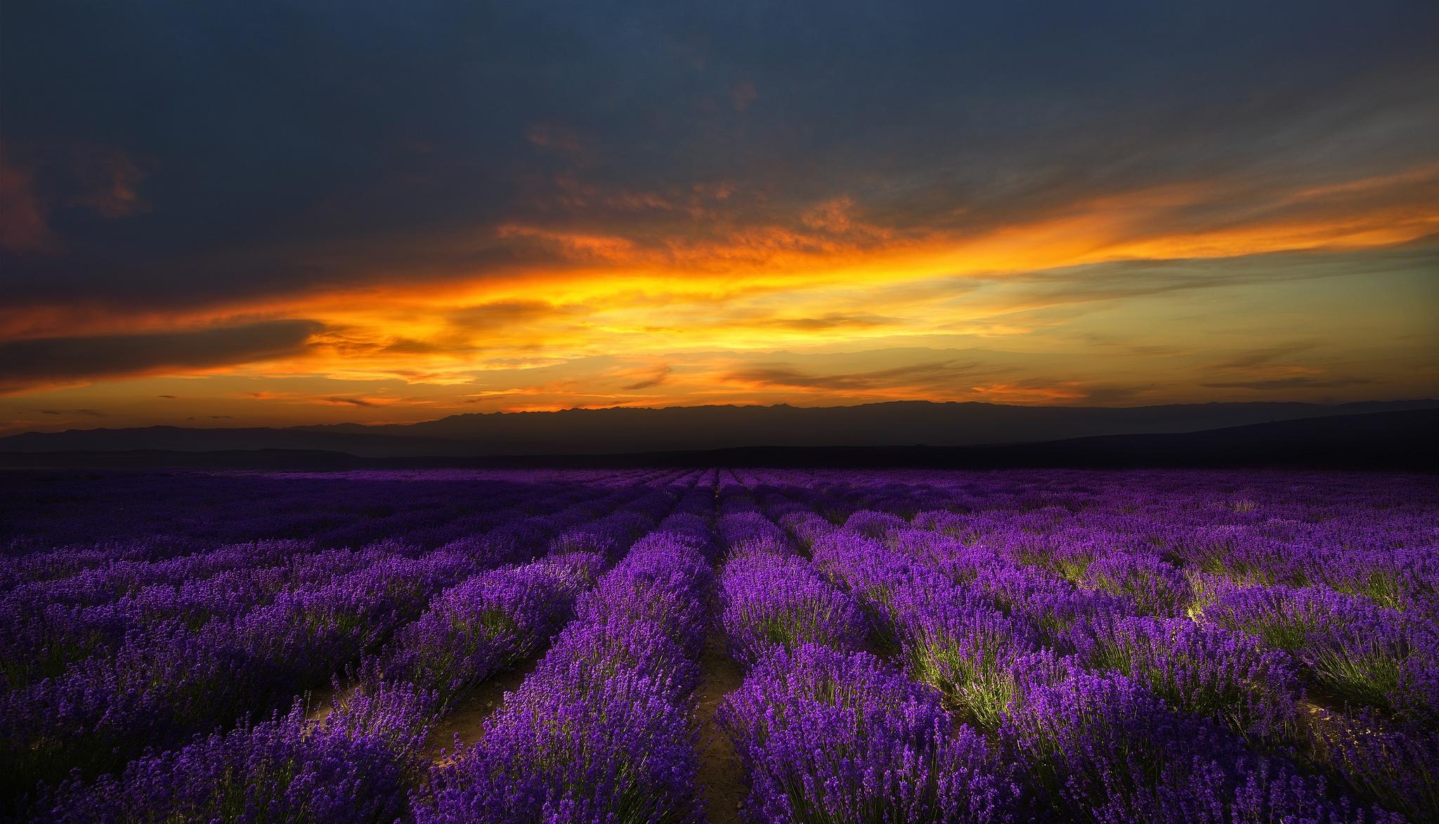 Wallpapers sunset field purple flowers on the desktop