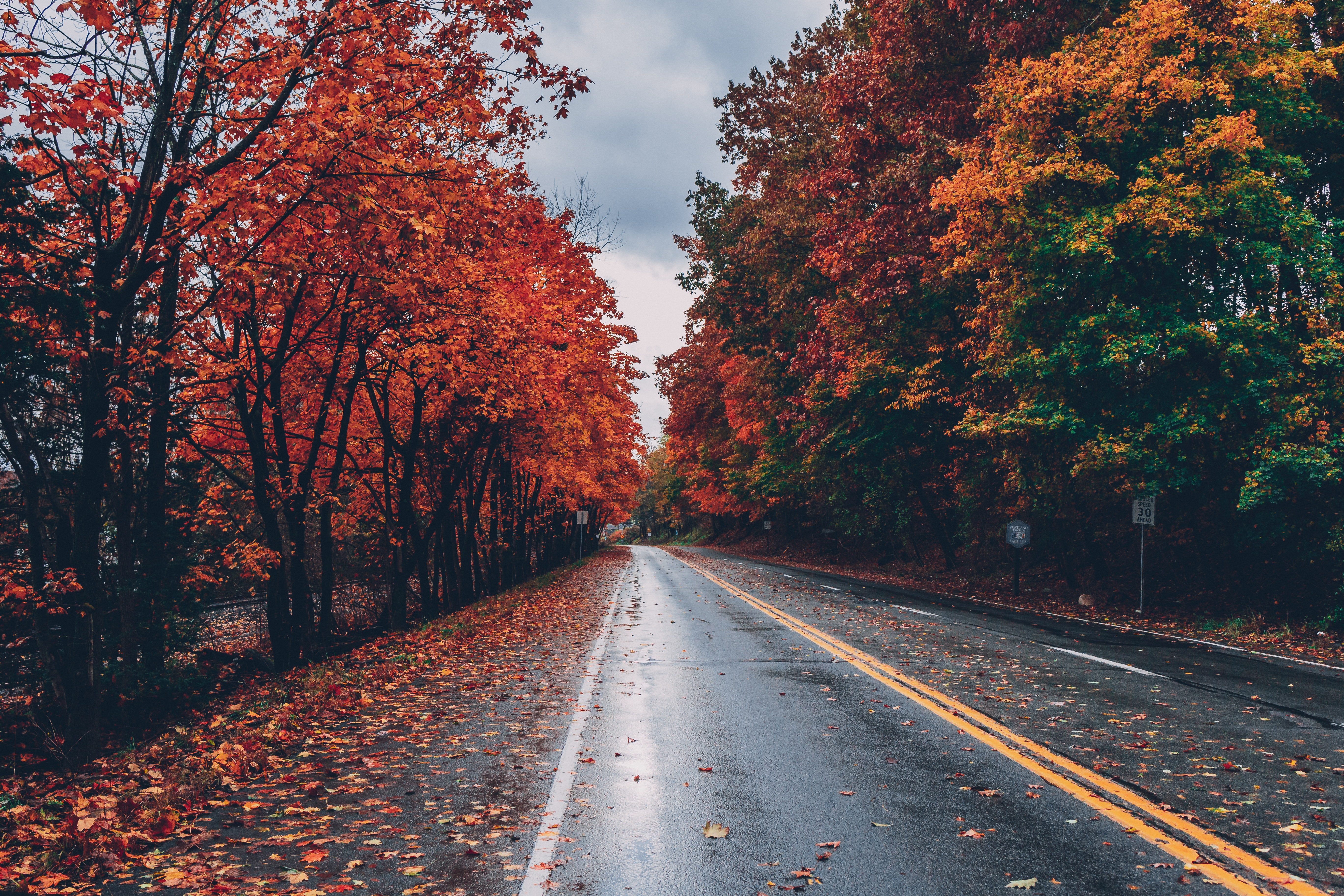 A damp road along a fall forest